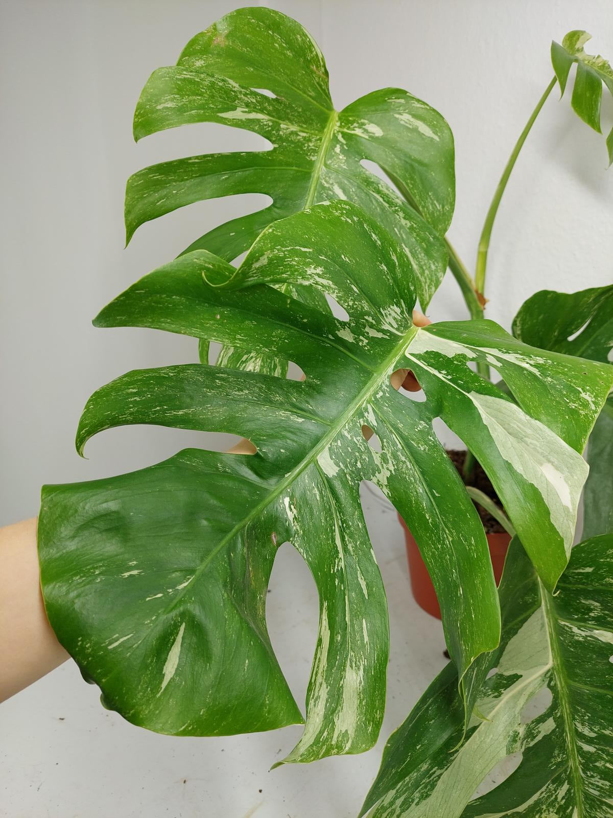 Monstera Variegata (zum aussuchen)