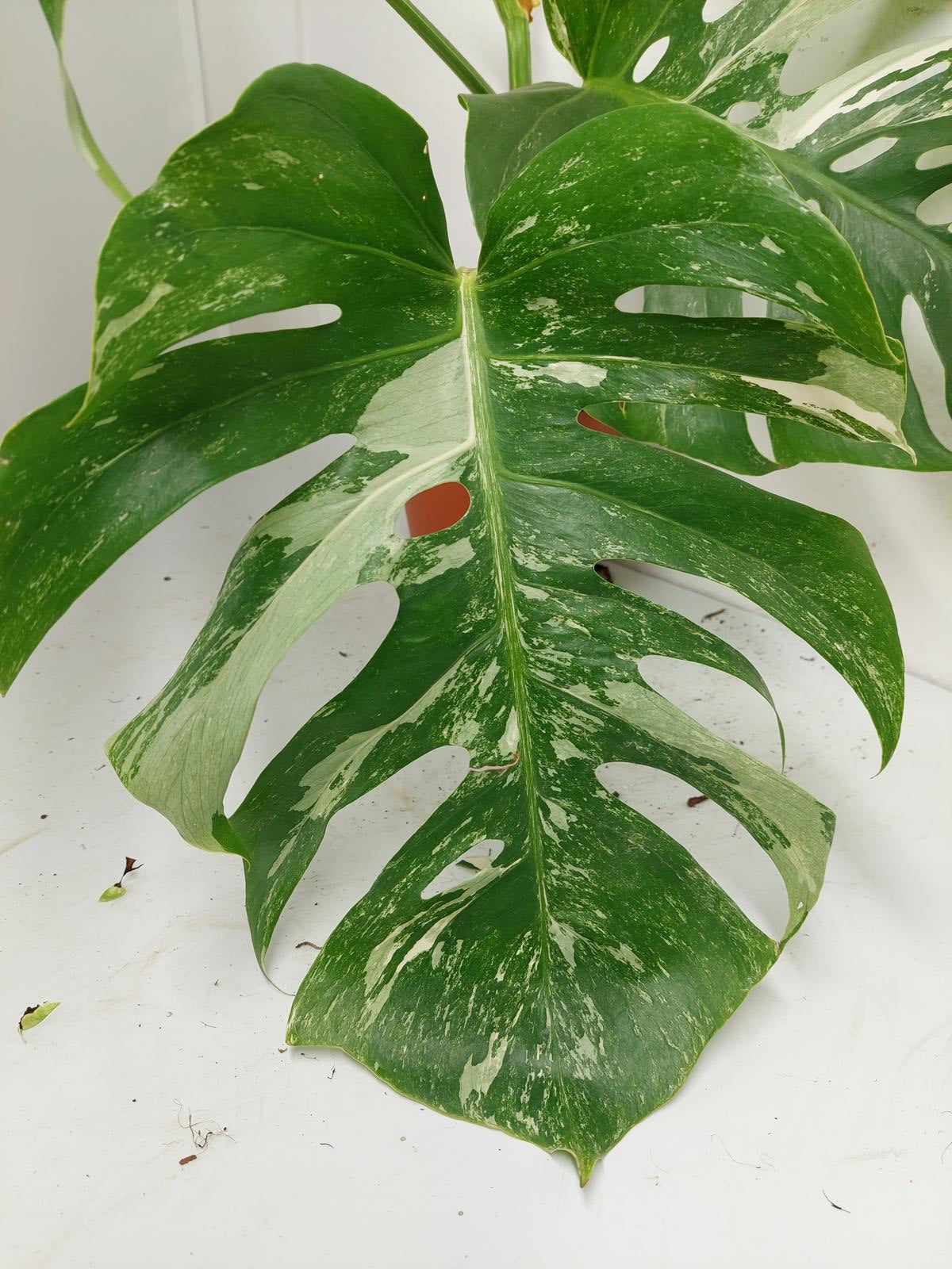 Monstera Variegata (zum aussuchen)