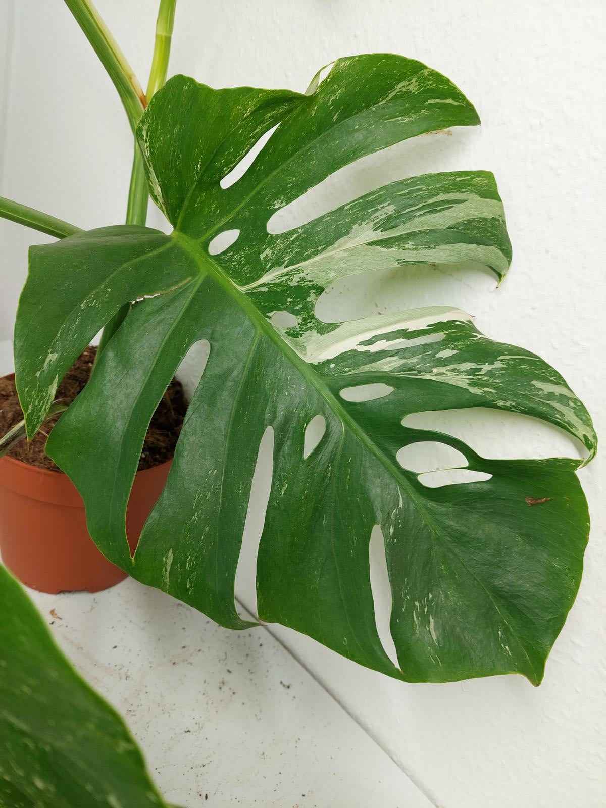 Monstera Variegata (zum aussuchen)