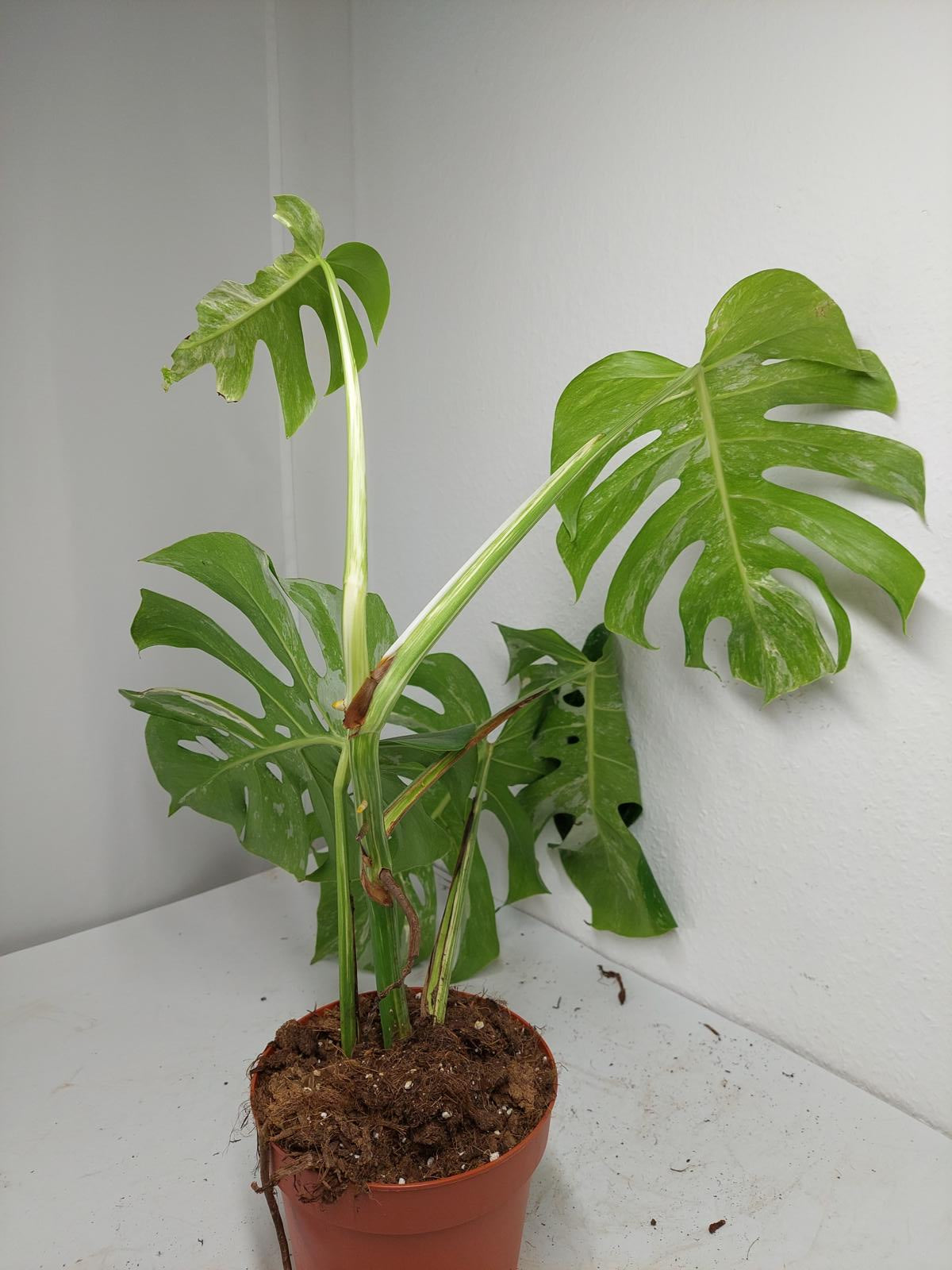 Monstera Variegata (zum aussuchen)