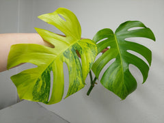 Monstera Aurea Steckling