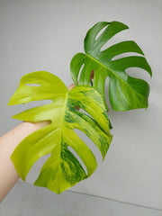 Monstera Aurea Steckling