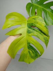 Monstera Aurea Steckling