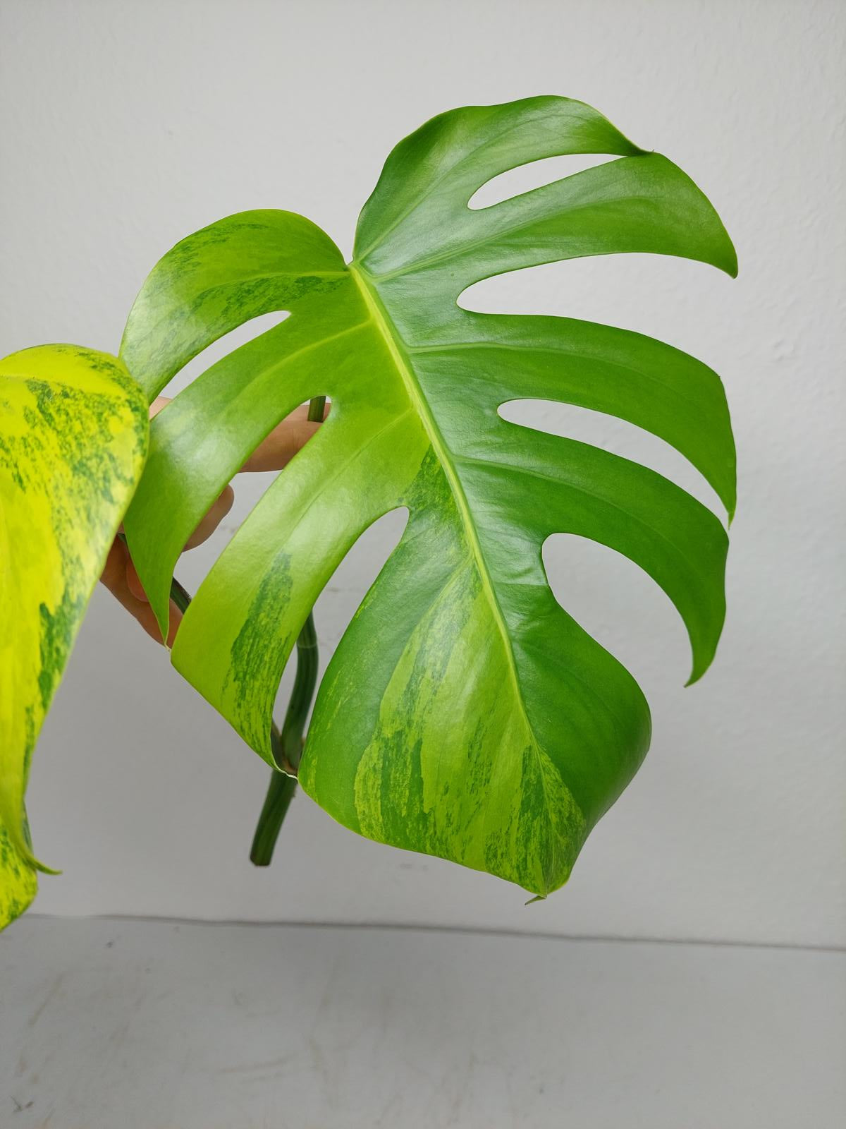 Monstera Aurea Steckling