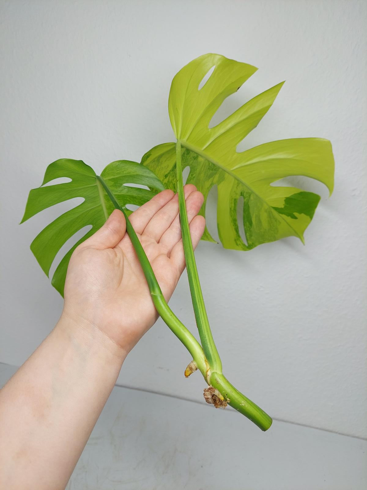 Monstera Aurea Steckling