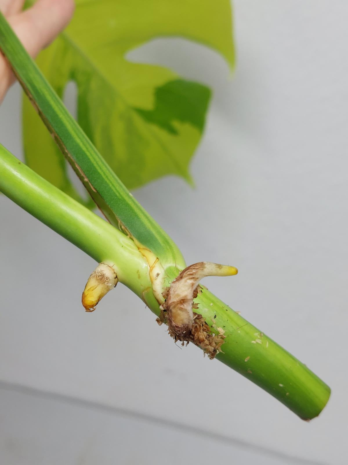 Monstera Aurea Steckling