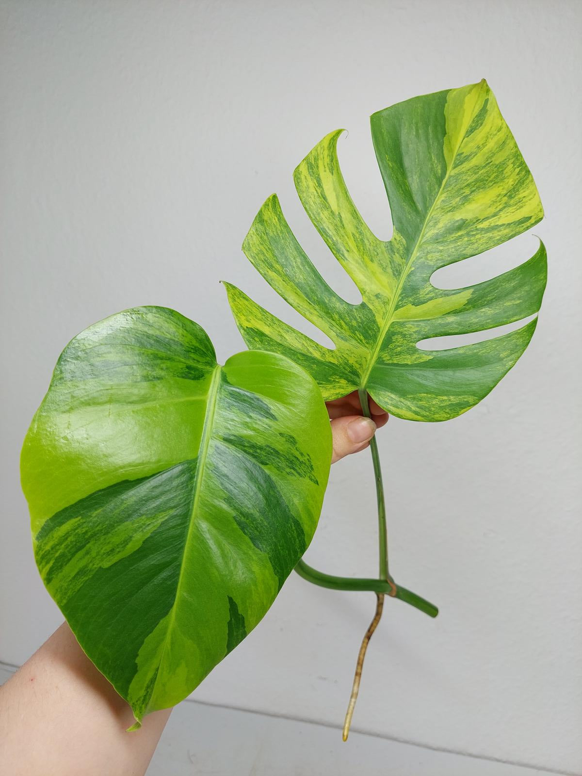 Monstera Aurea Steckling