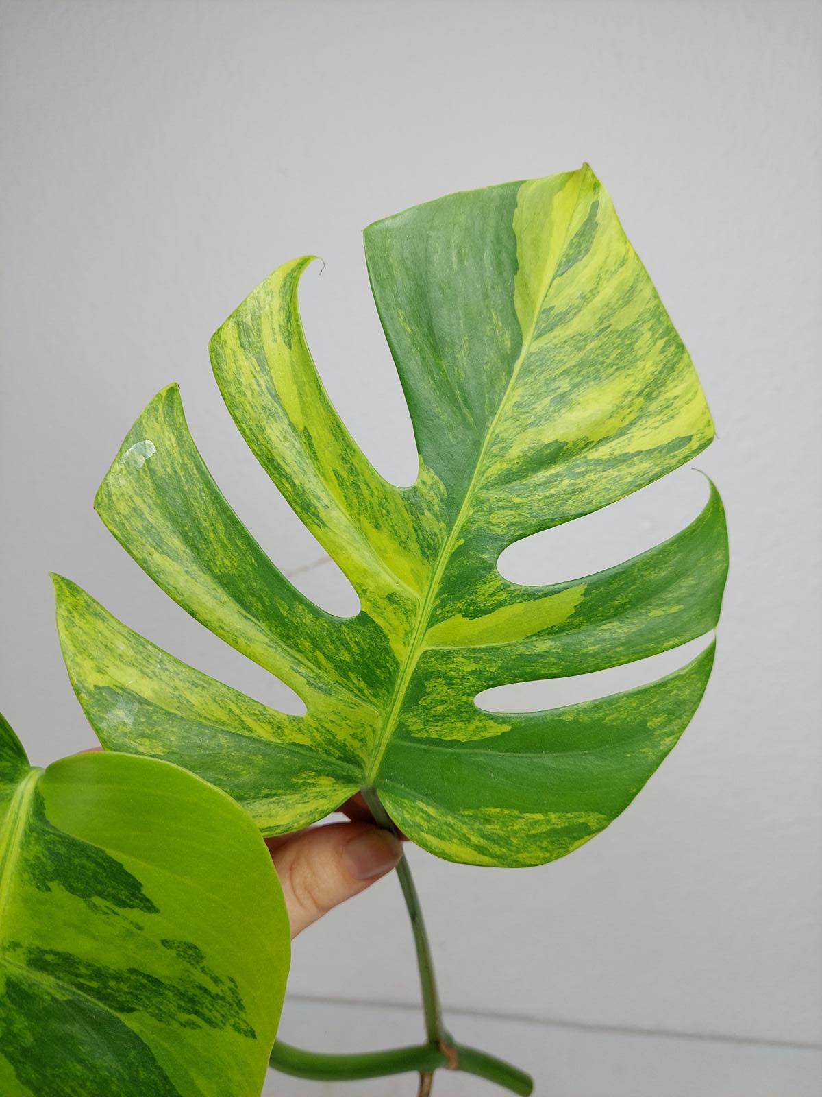 Monstera Aurea Steckling