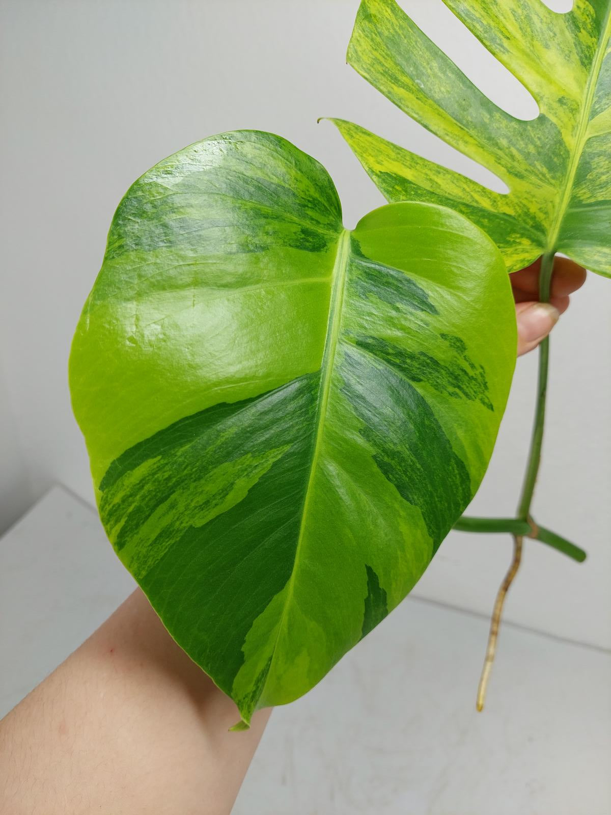 Monstera Aurea Steckling