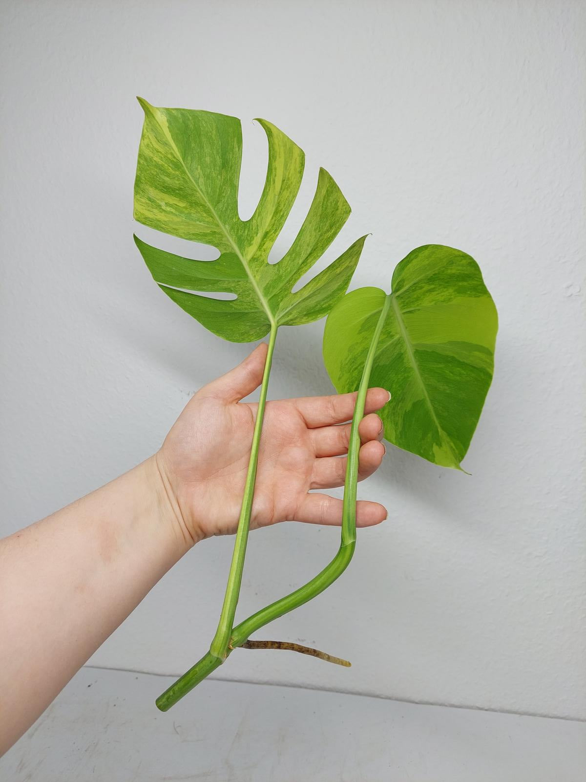 Monstera Aurea Steckling