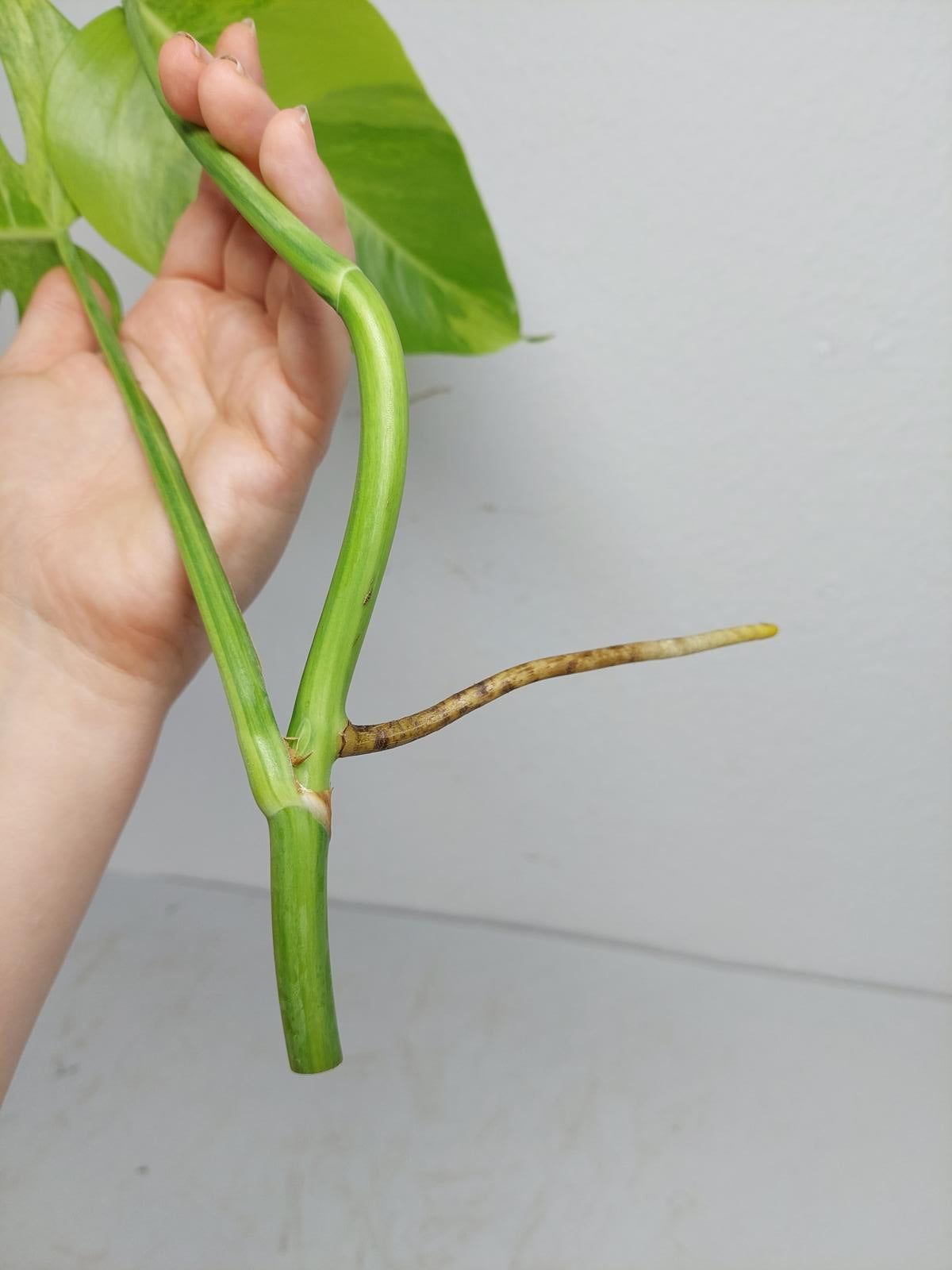 Monstera Aurea Steckling