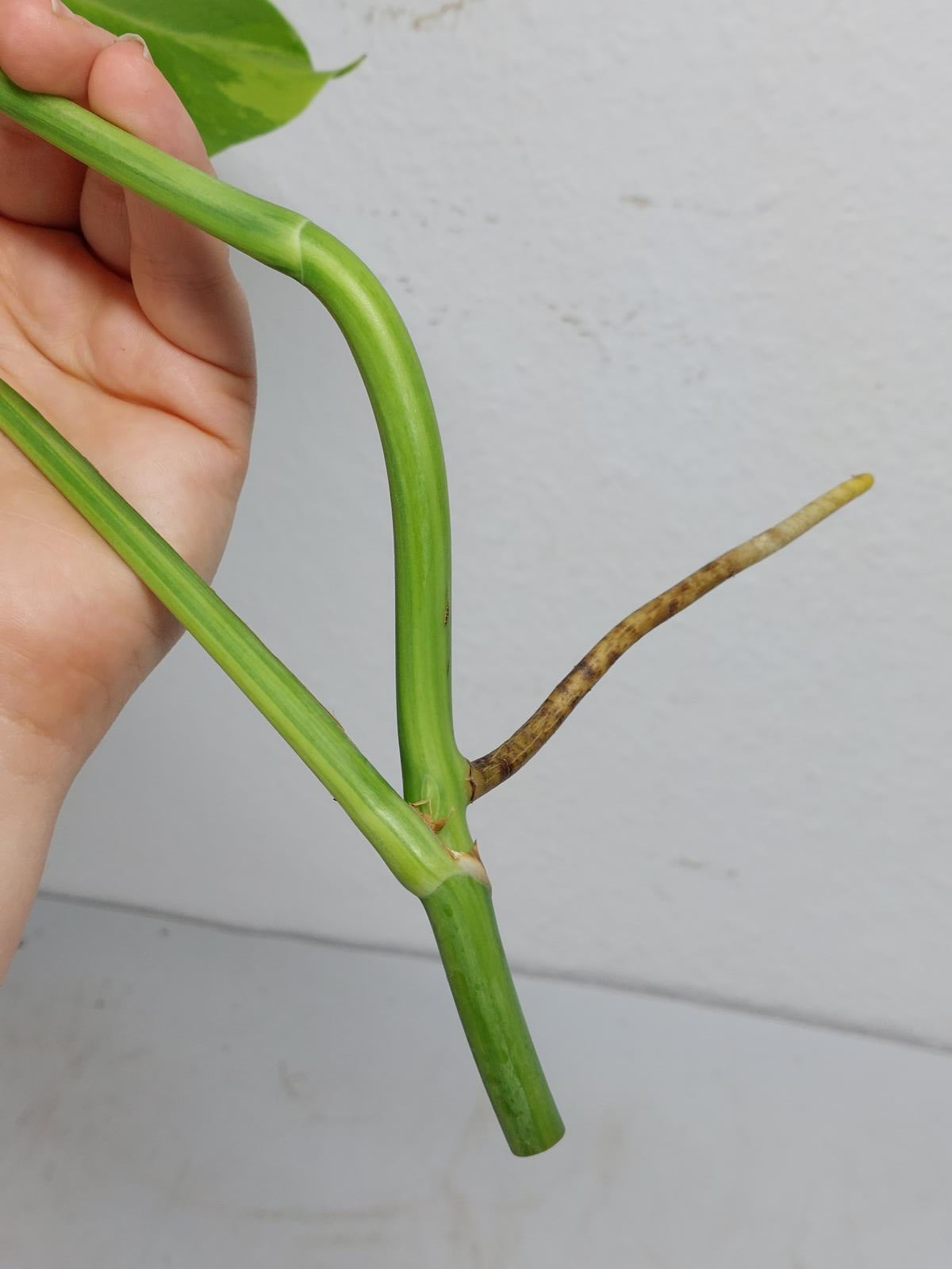 Monstera Aurea Steckling