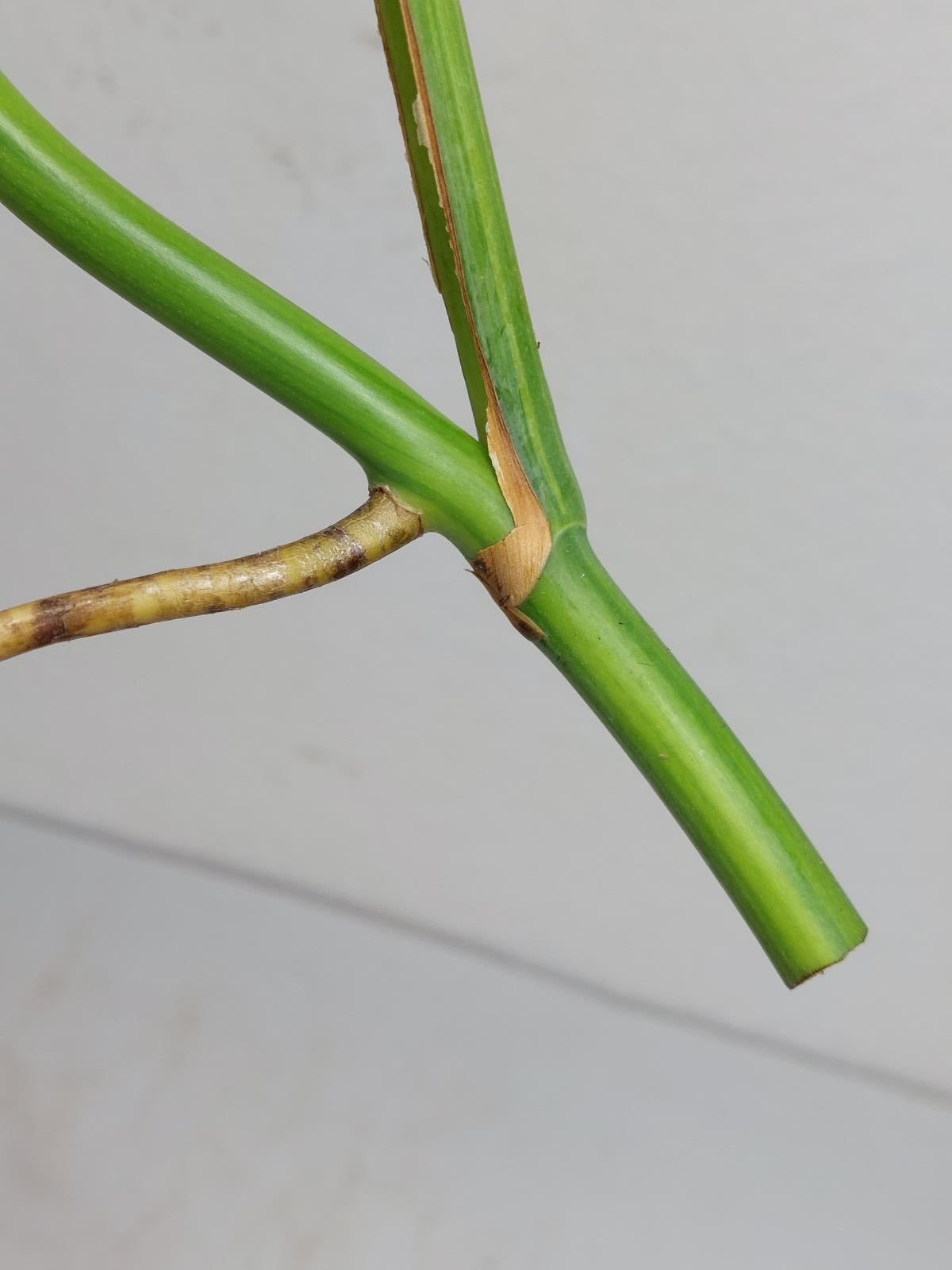 Monstera Aurea Steckling