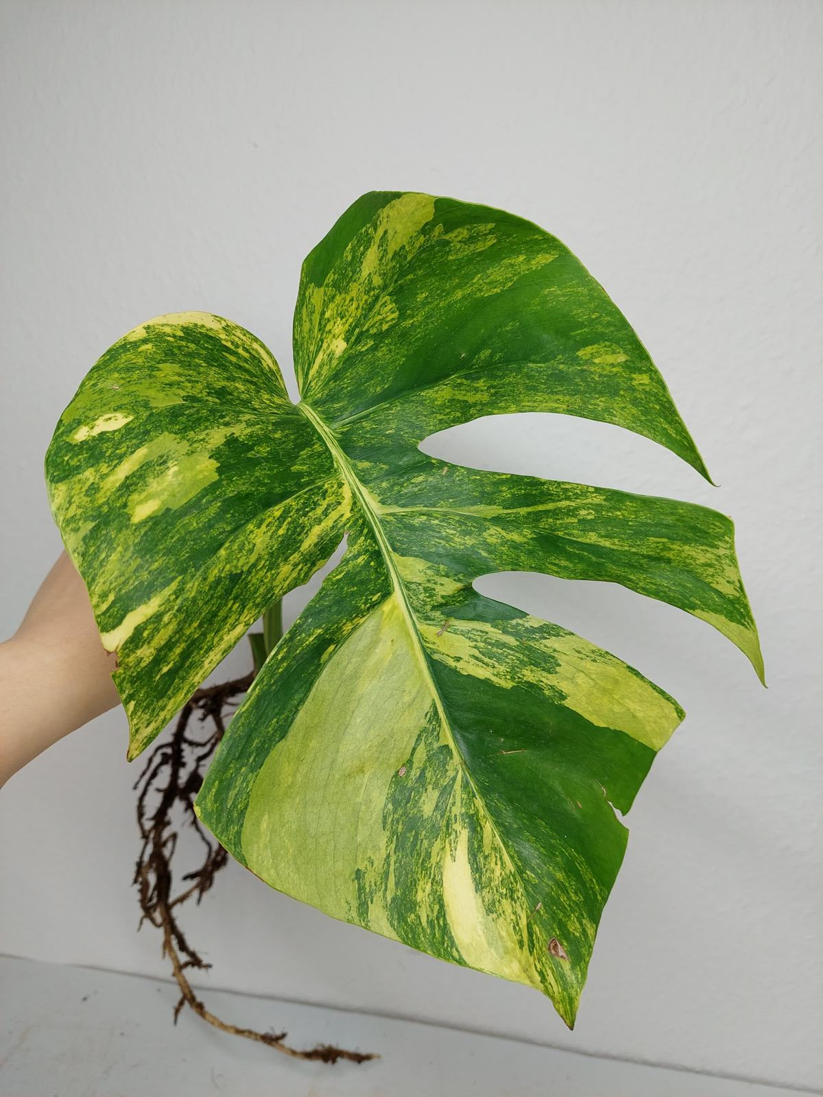 Monstera Aurea Steckling