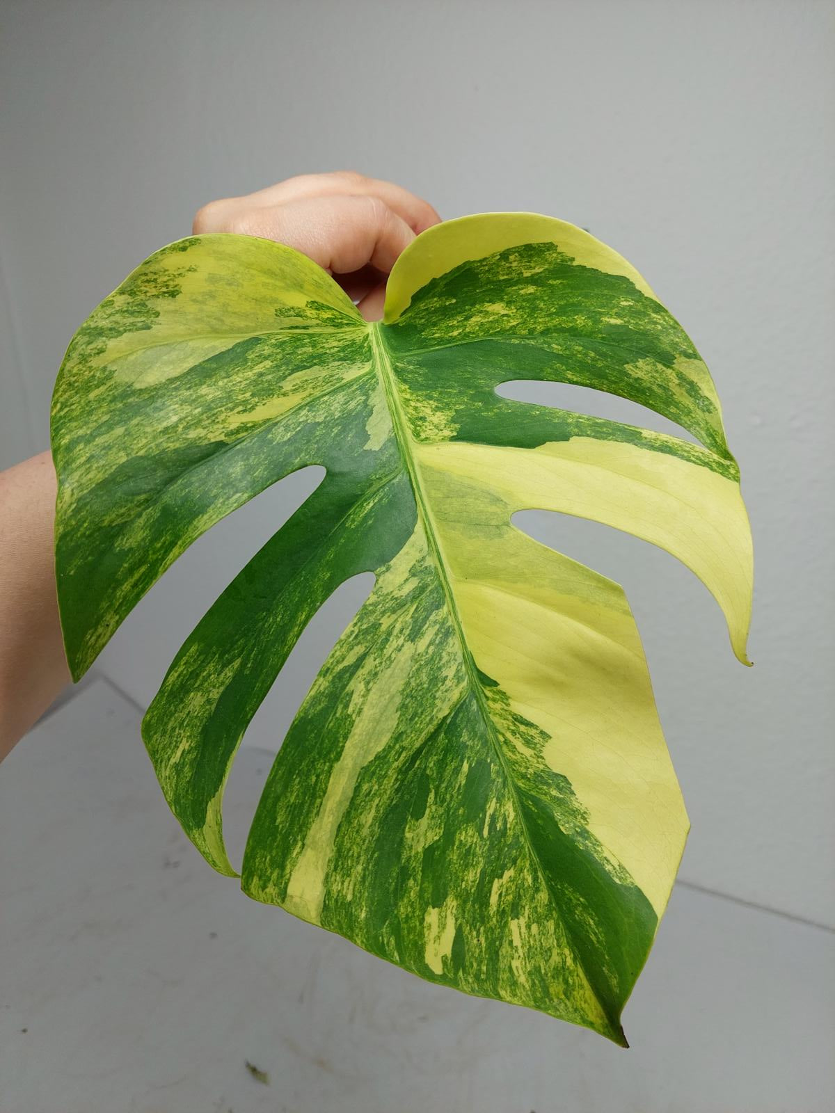 Monstera Aurea Steckling