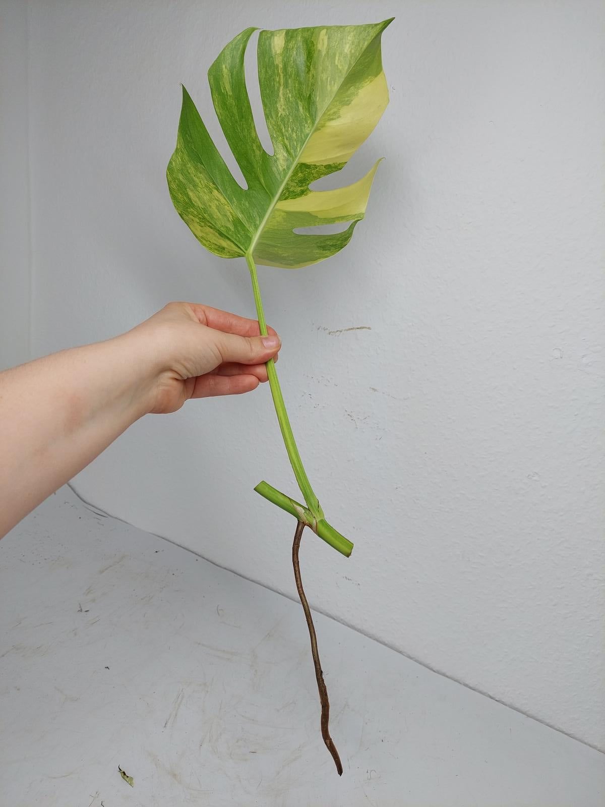 Monstera Aurea Steckling