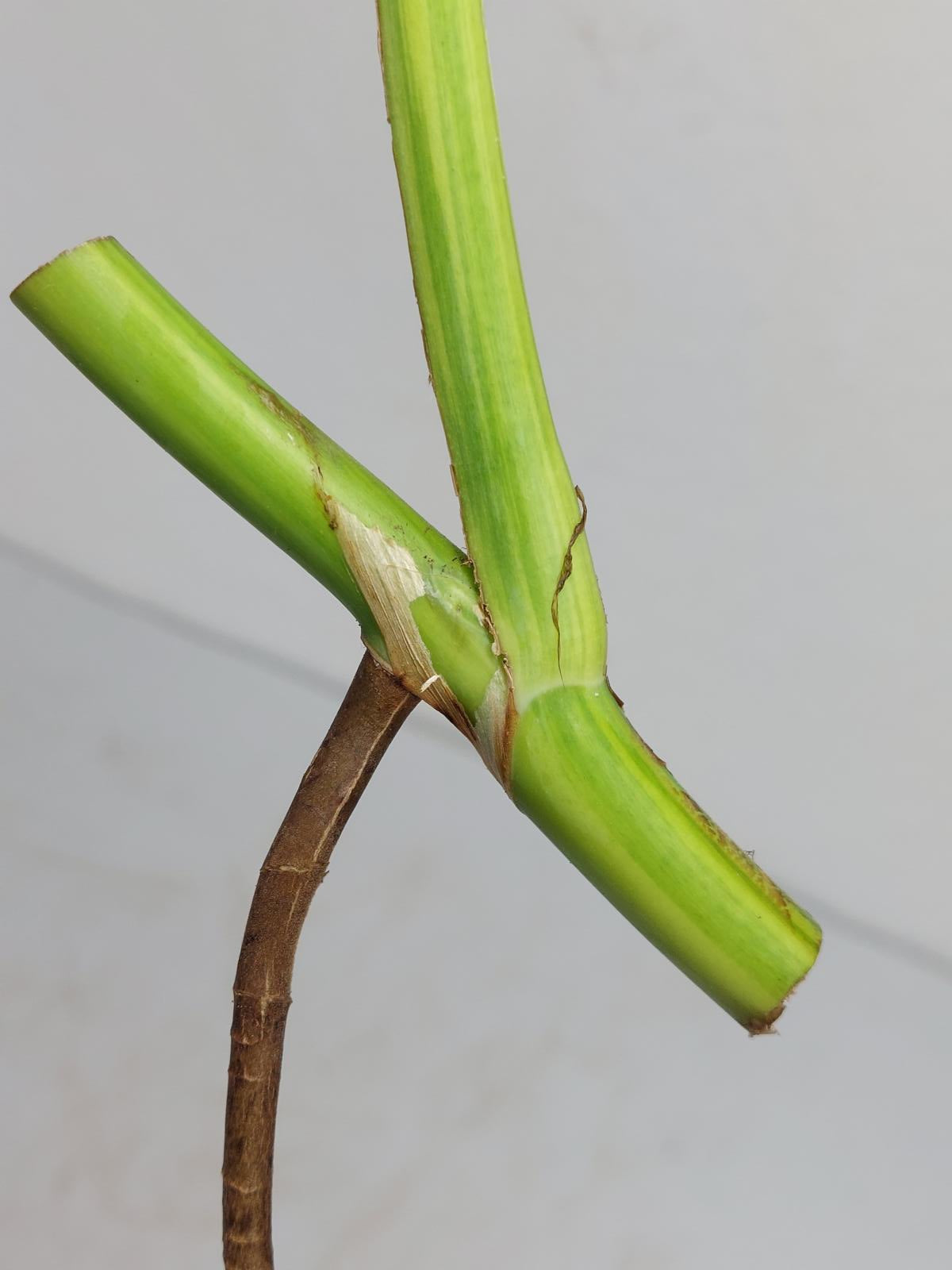 Monstera Aurea Steckling