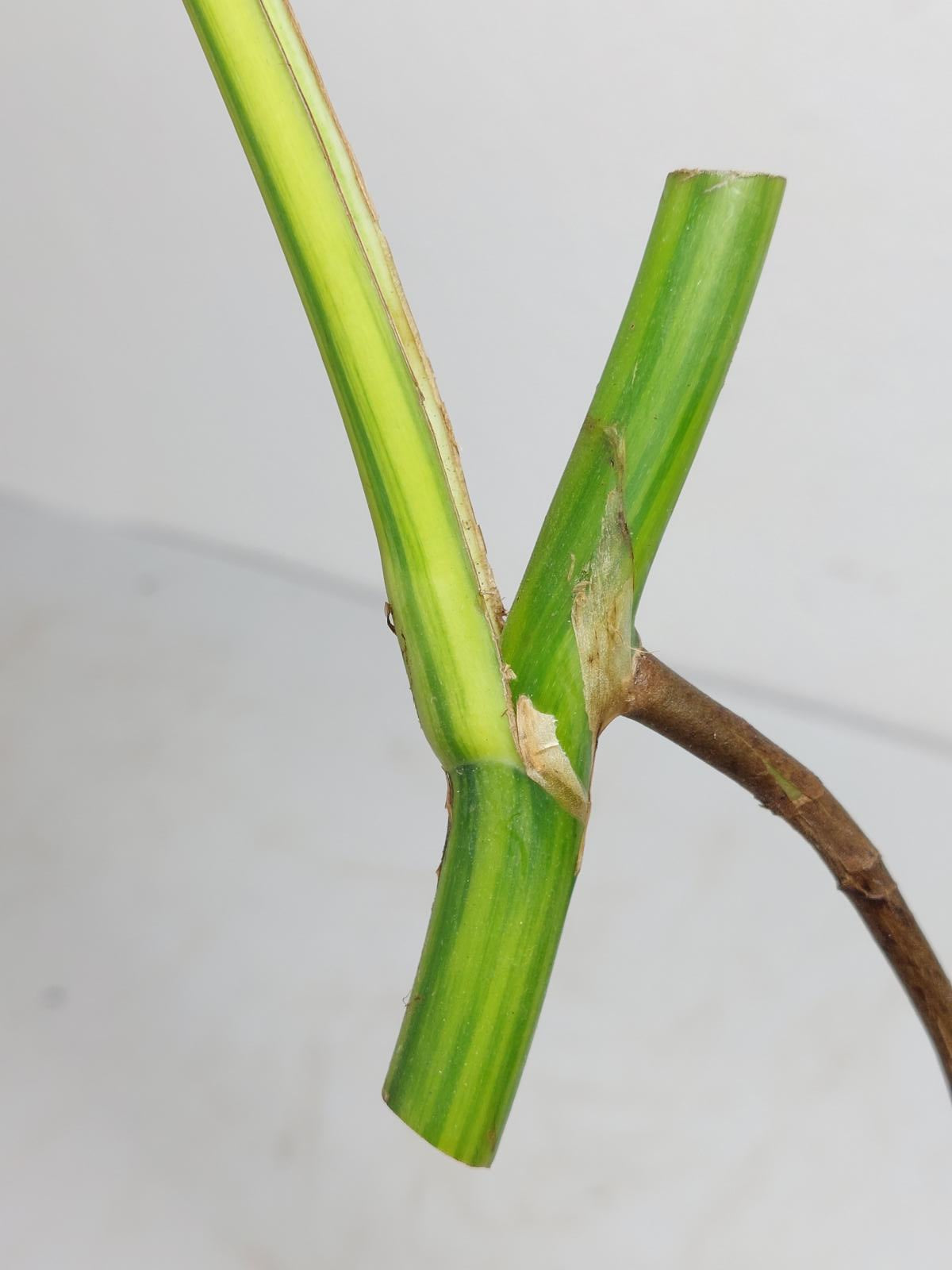 Monstera Aurea Steckling