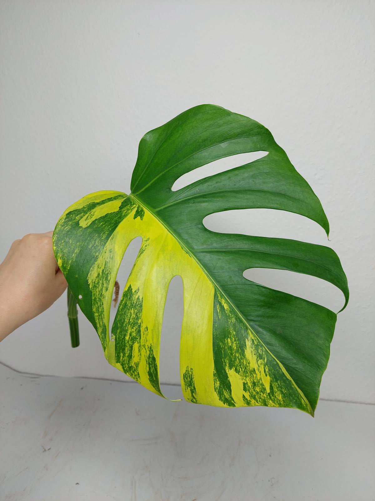 Monstera Aurea Steckling