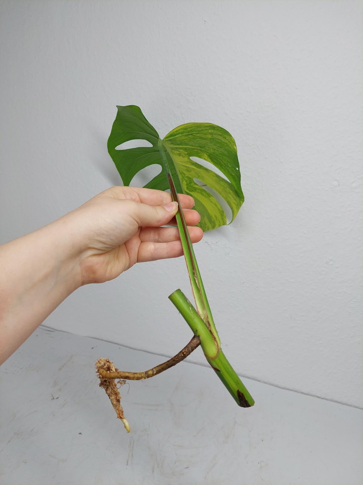 Monstera Aurea Steckling