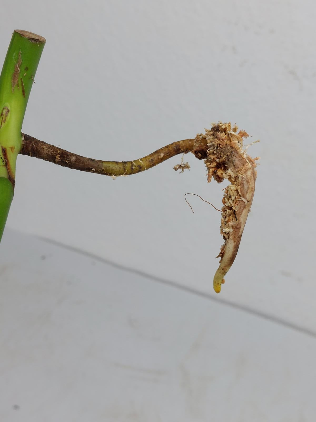 Monstera Aurea Steckling