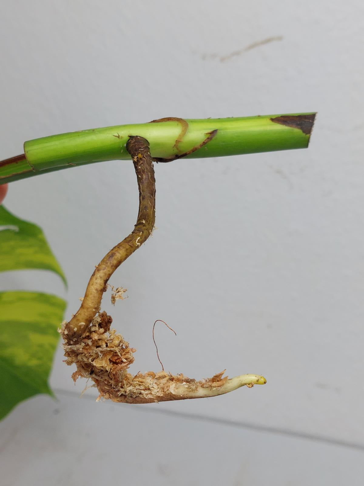 Monstera Aurea Steckling