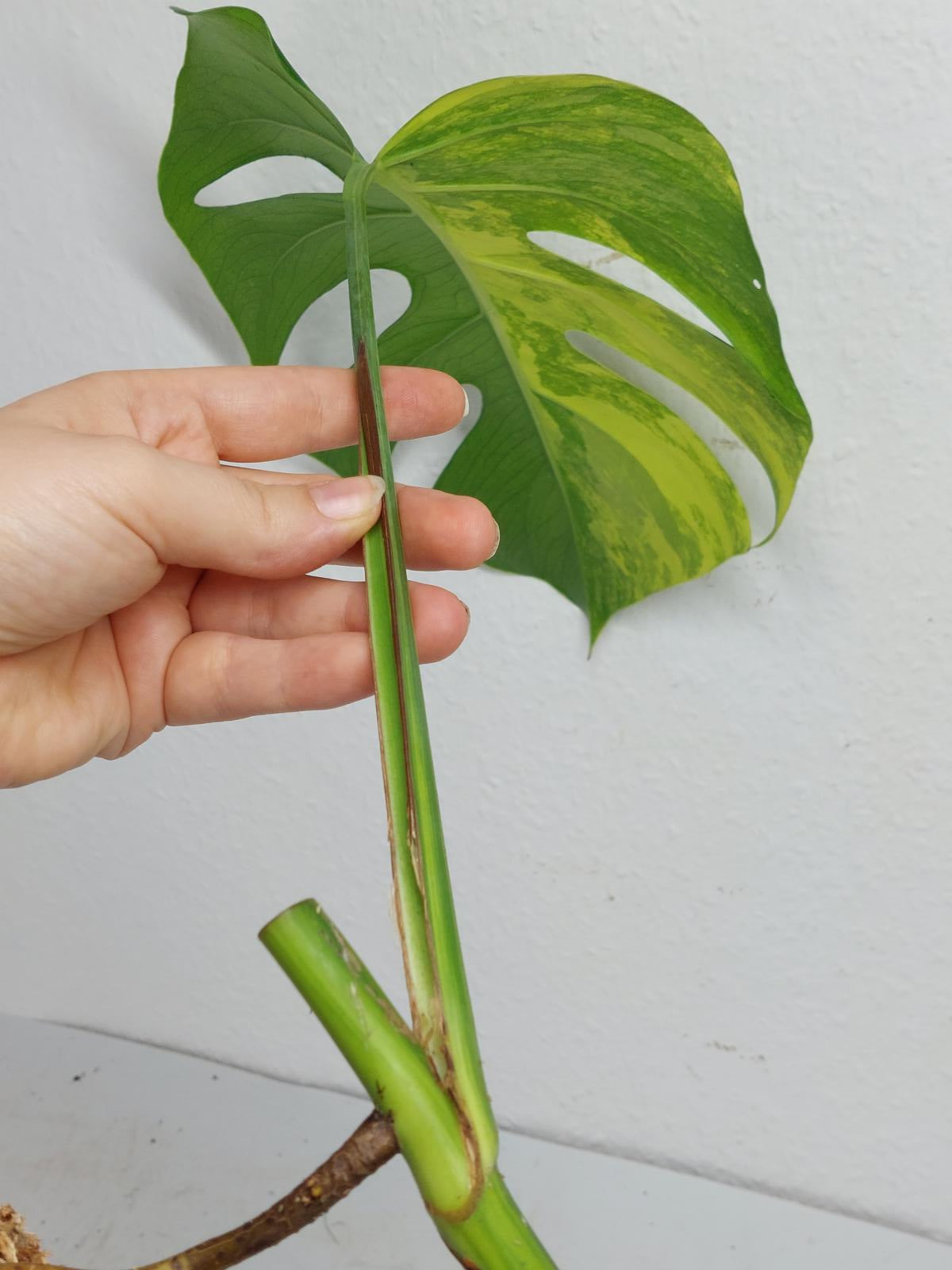 Monstera Aurea Steckling