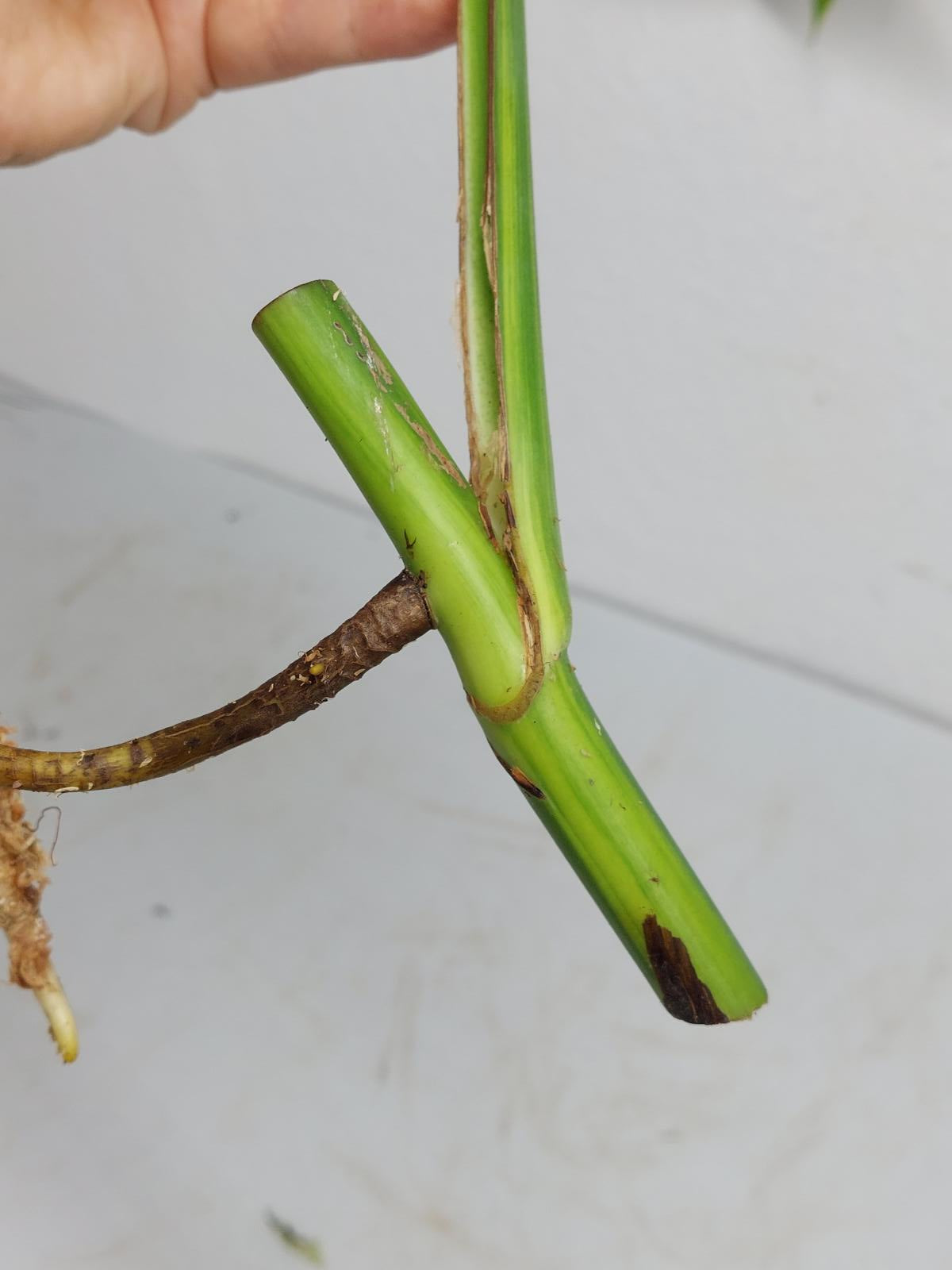 Monstera Aurea Steckling