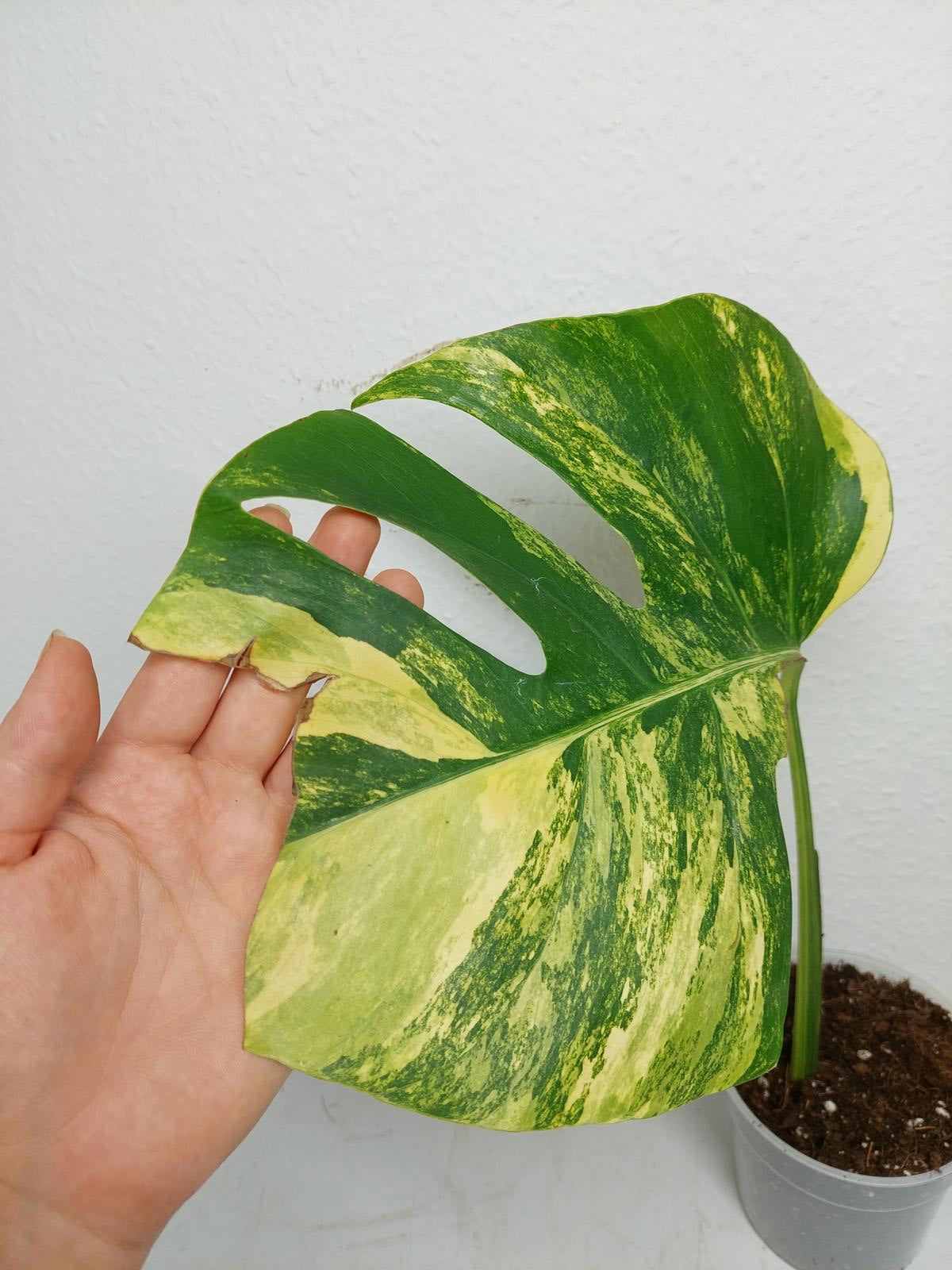 Monstera Aurea Steckling