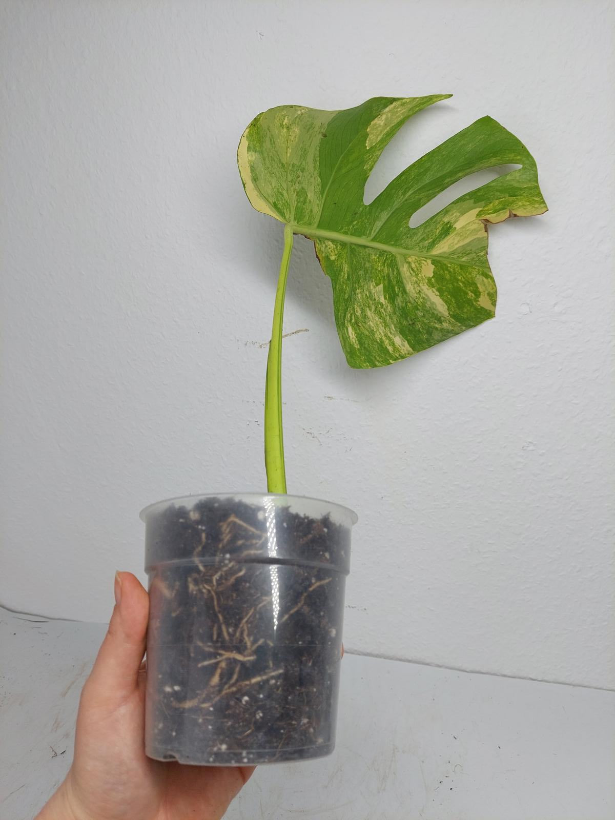 Monstera Aurea Steckling