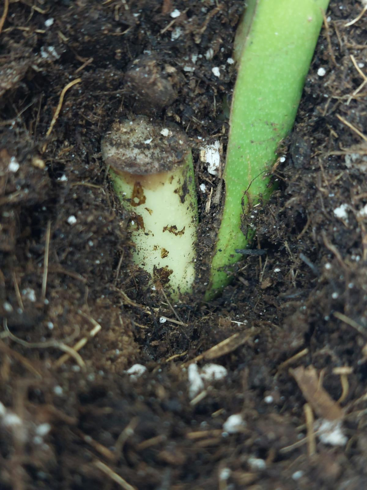 Monstera Aurea Steckling