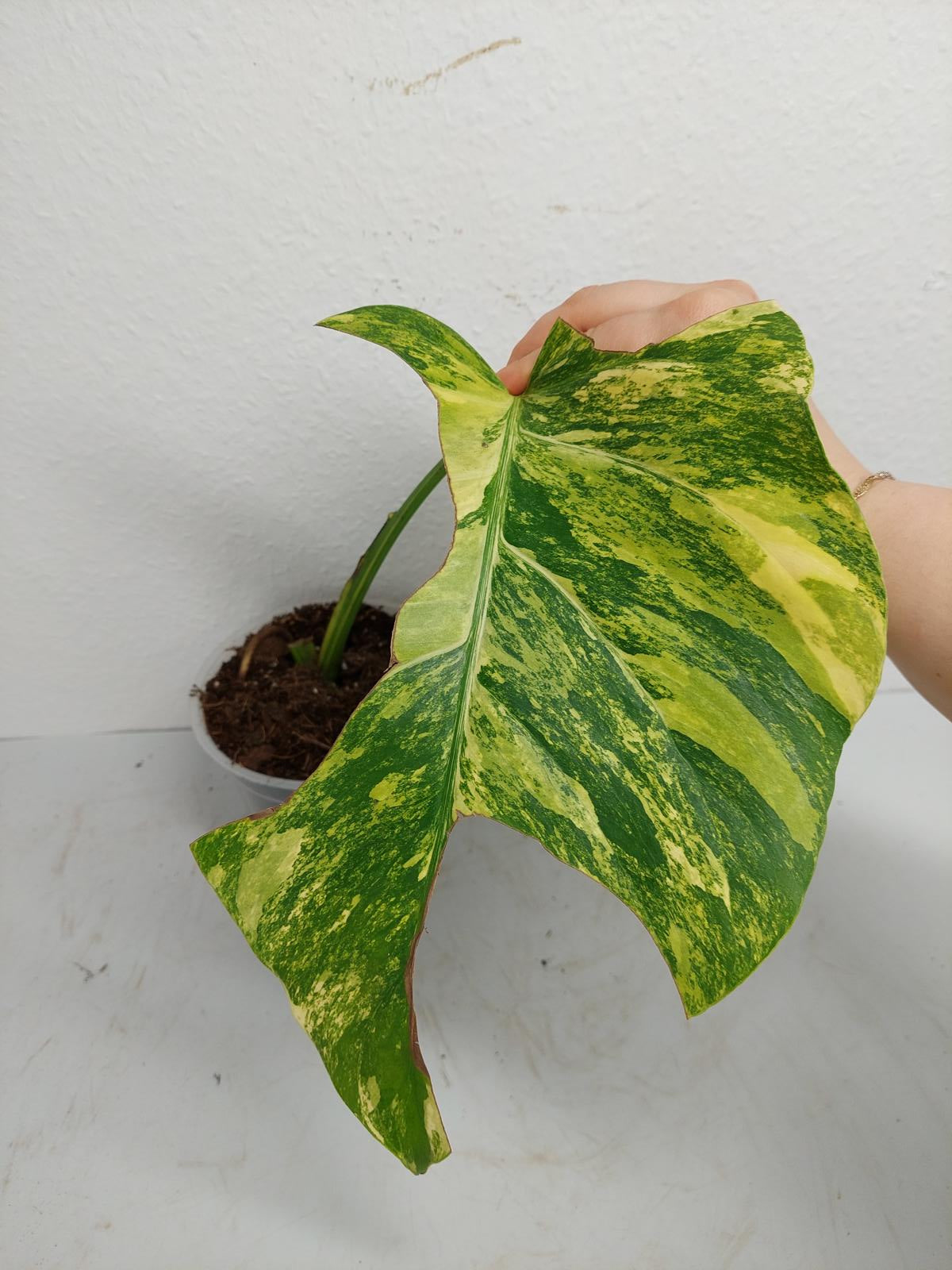 Monstera Aurea Steckling