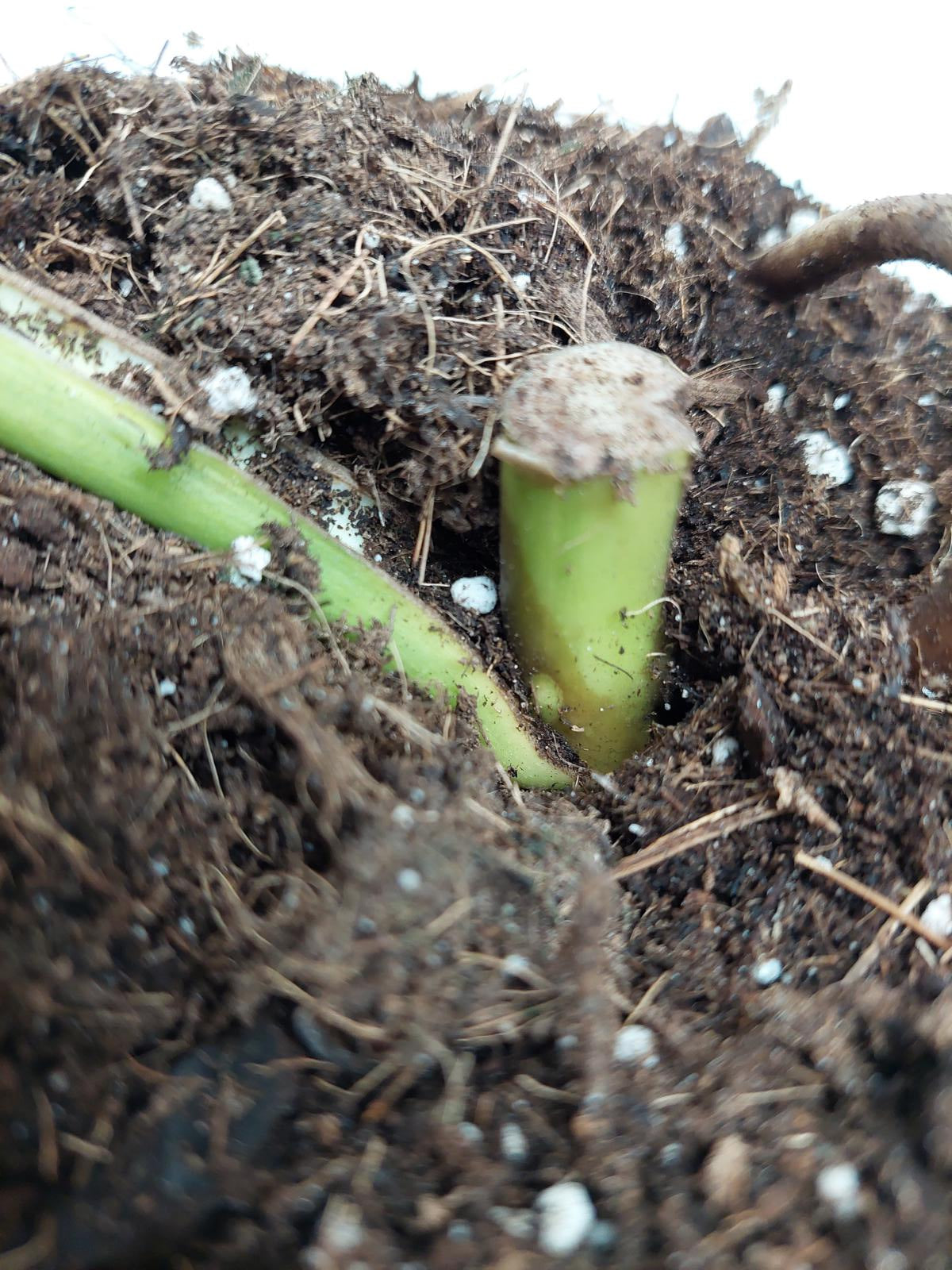 Monstera Aurea Steckling