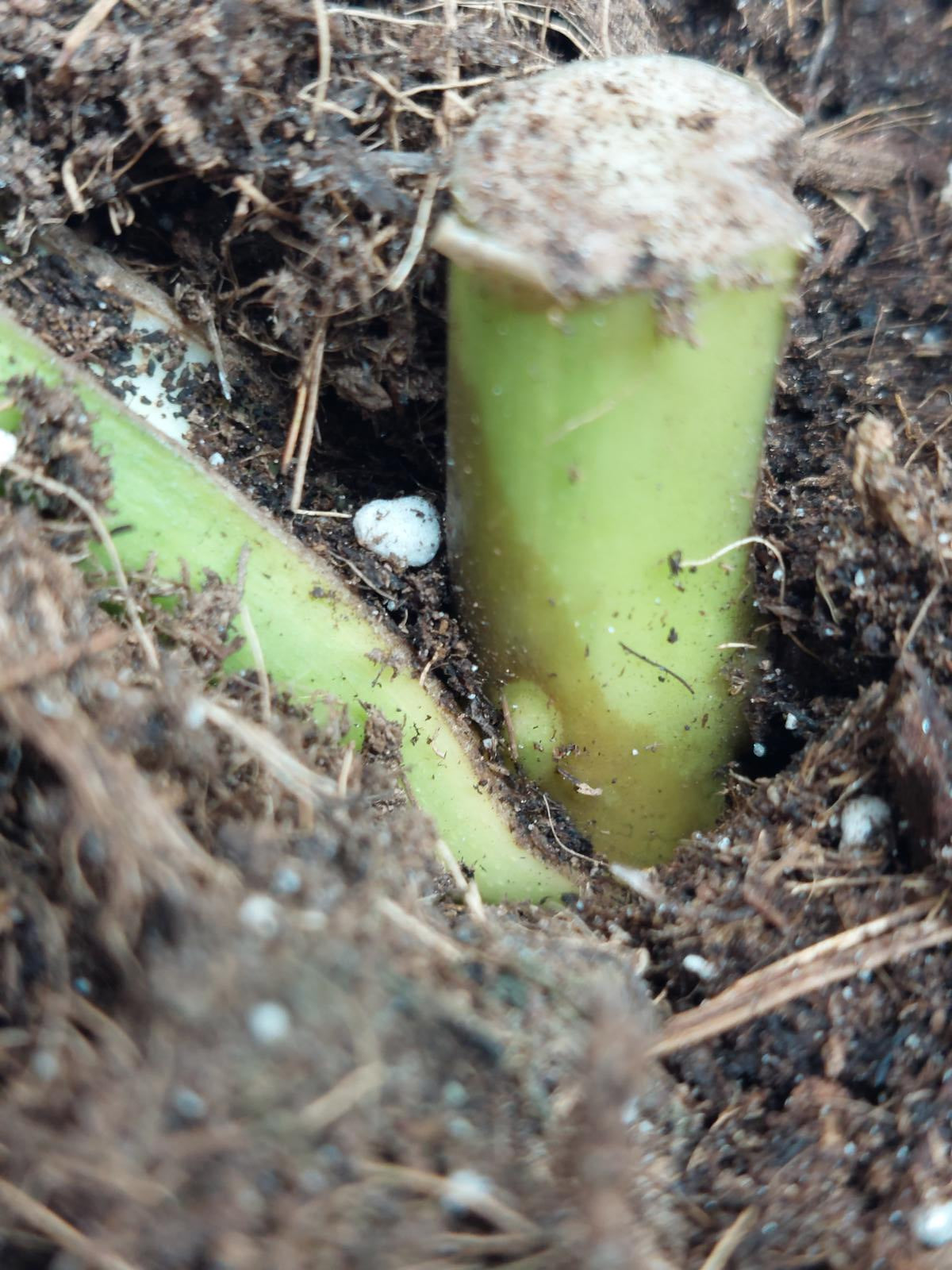 Monstera Aurea Steckling