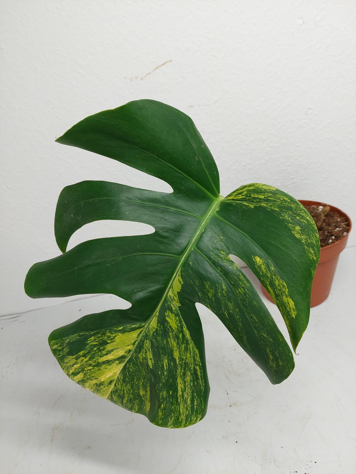 Monstera Aurea Steckling