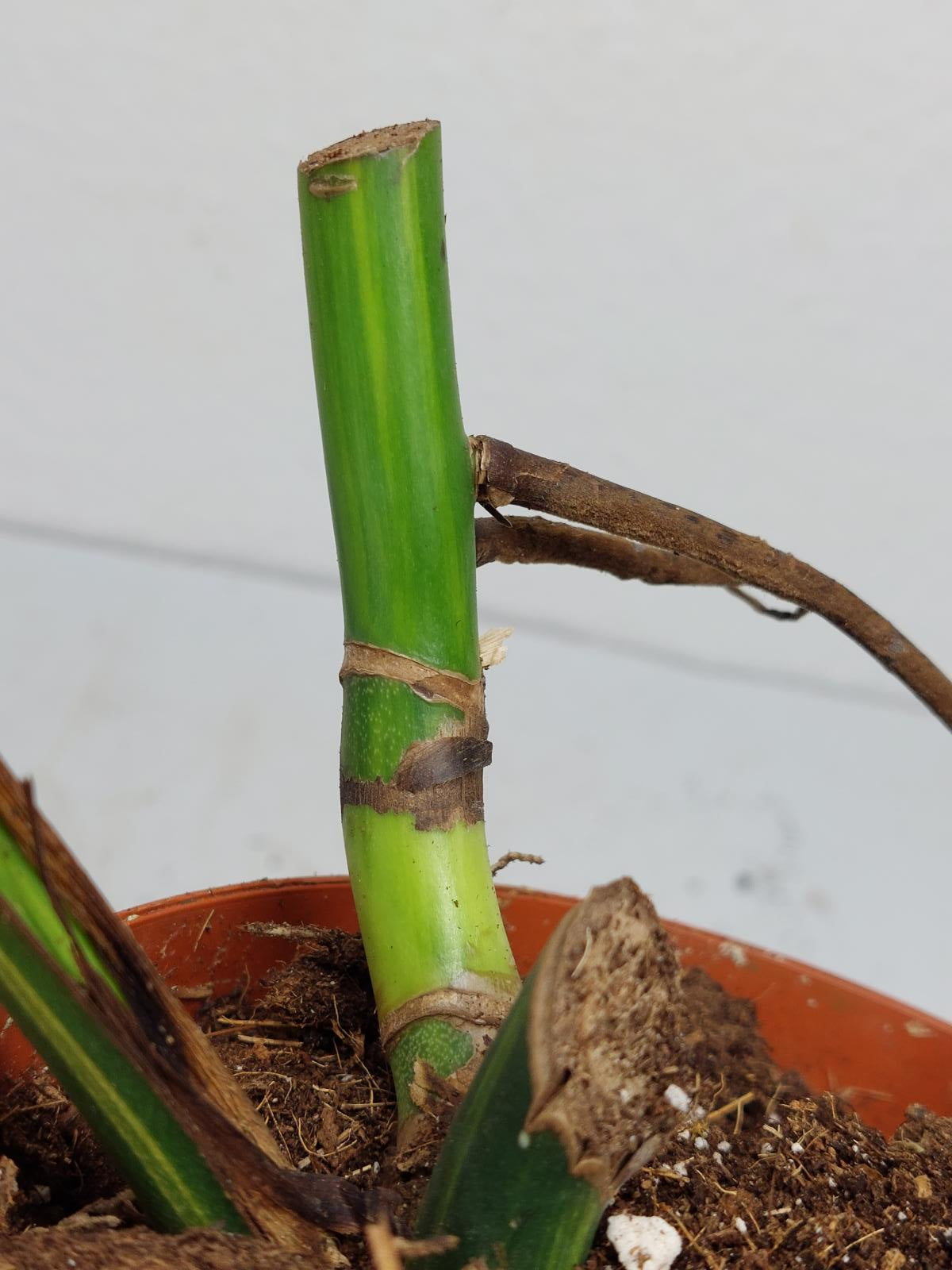 Monstera Aurea Steckling