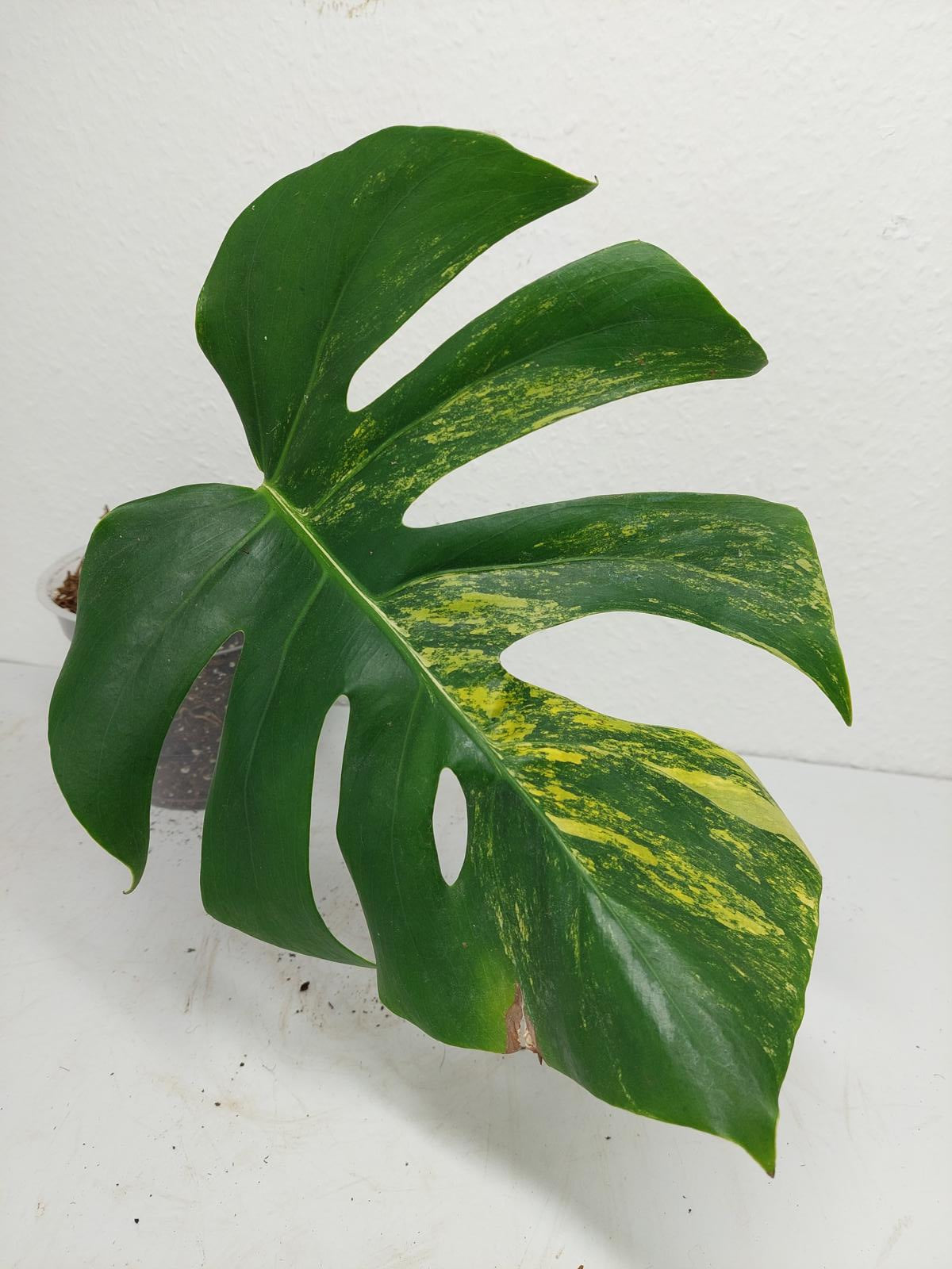 Monstera Aurea Steckling