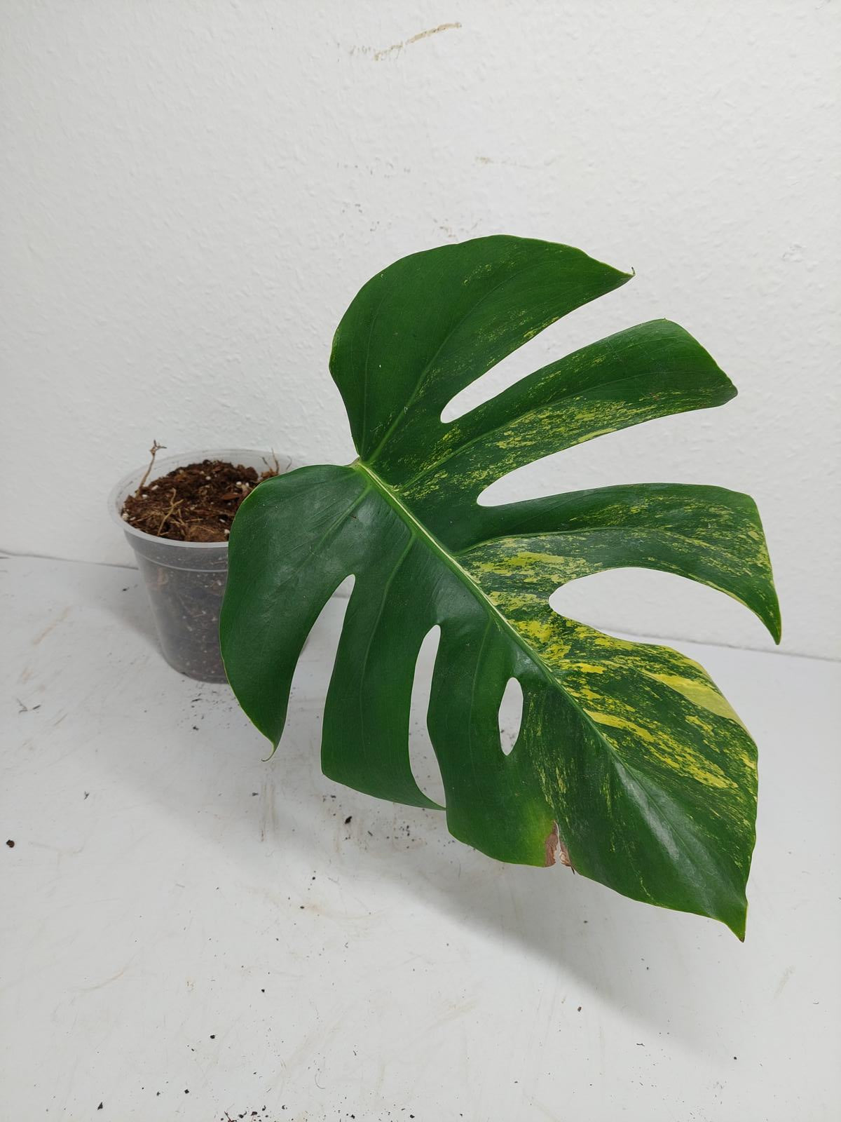 Monstera Aurea Steckling