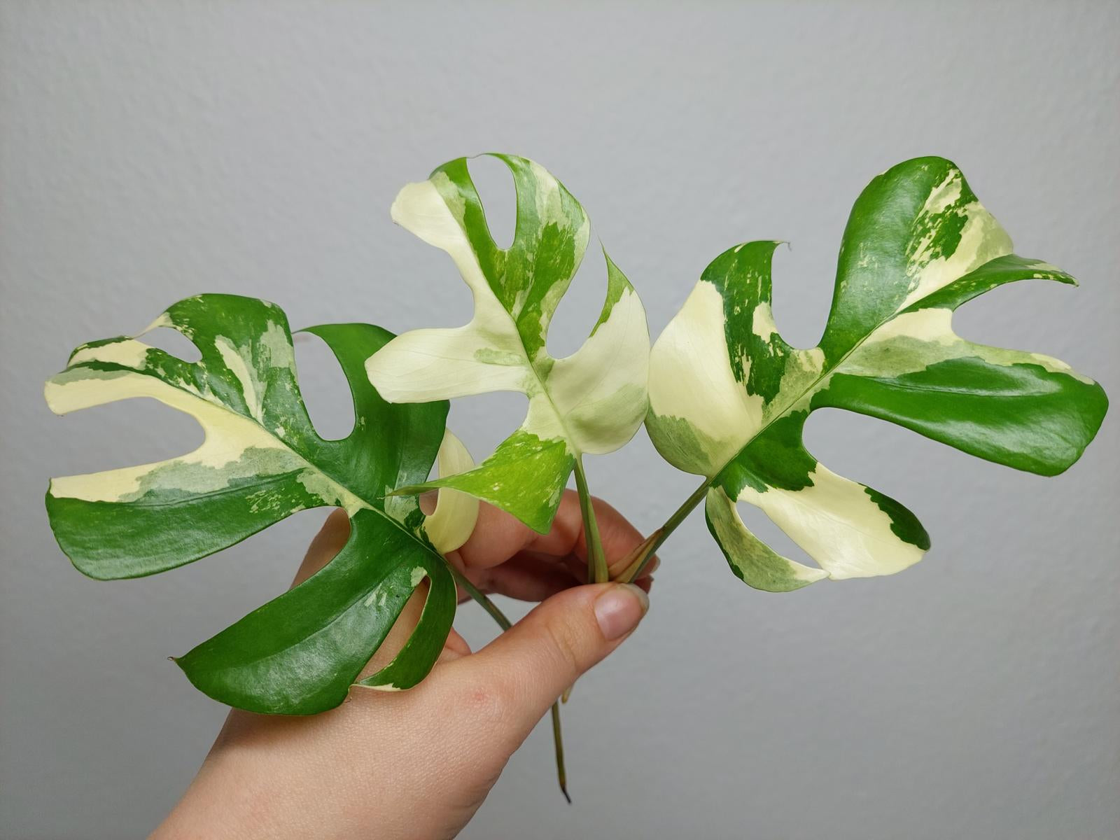 Raphidophora Tetrasperma / Monstera Minima Variegata Steckling