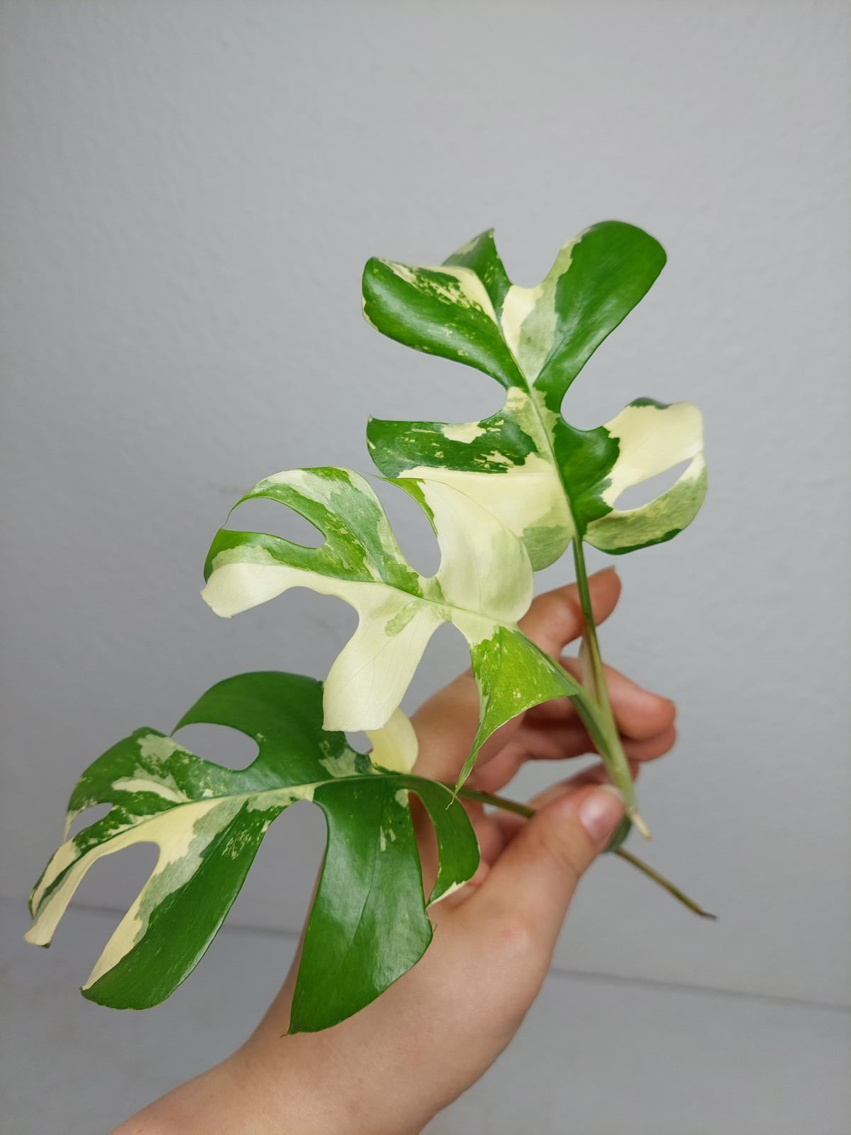 Monstera Minima / Raphidophora Tetrasperma Variegata Steckling
