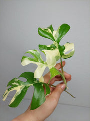 Monstera Minima / Raphidophora Tetrasperma Variegata Steckling