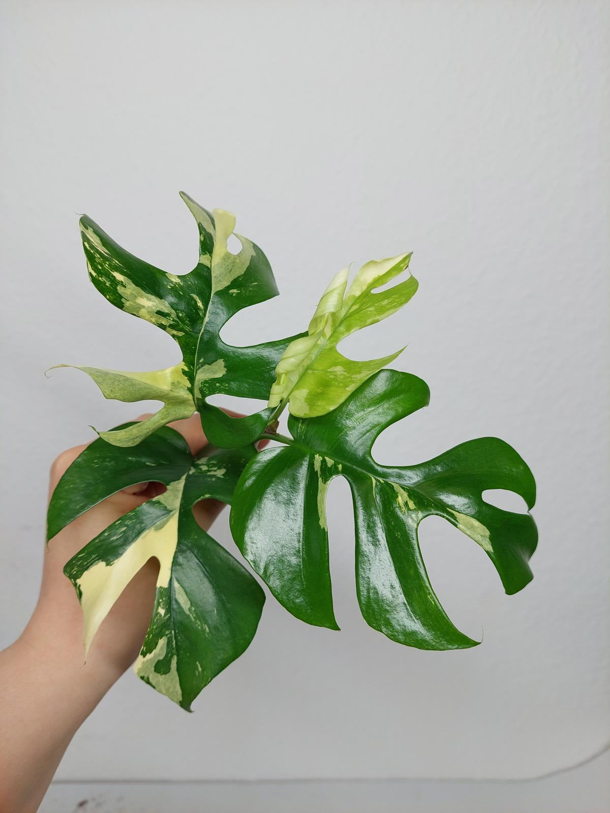 Monstera Minima / Raphidophora Tetrasperma Variegata Steckling