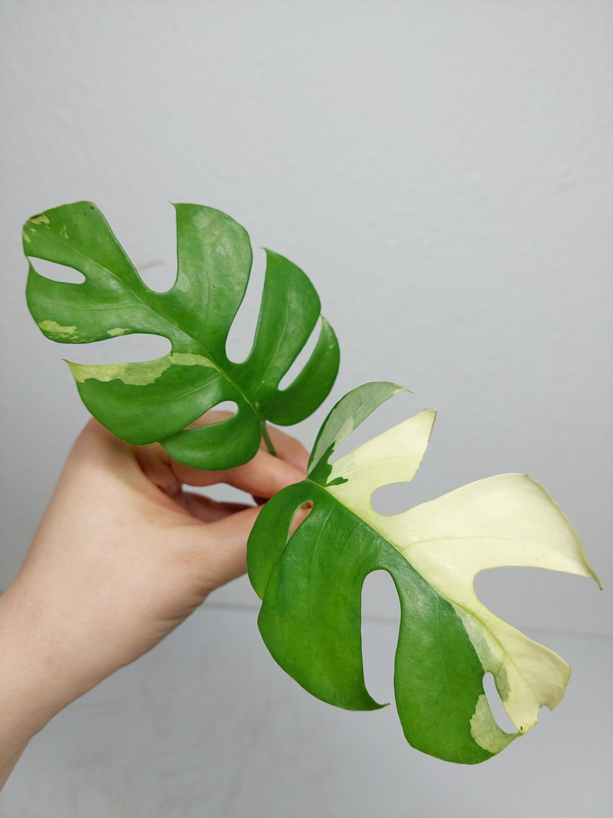 Monstera Minima / Raphidophora Tetrasperma Variegata Steckling