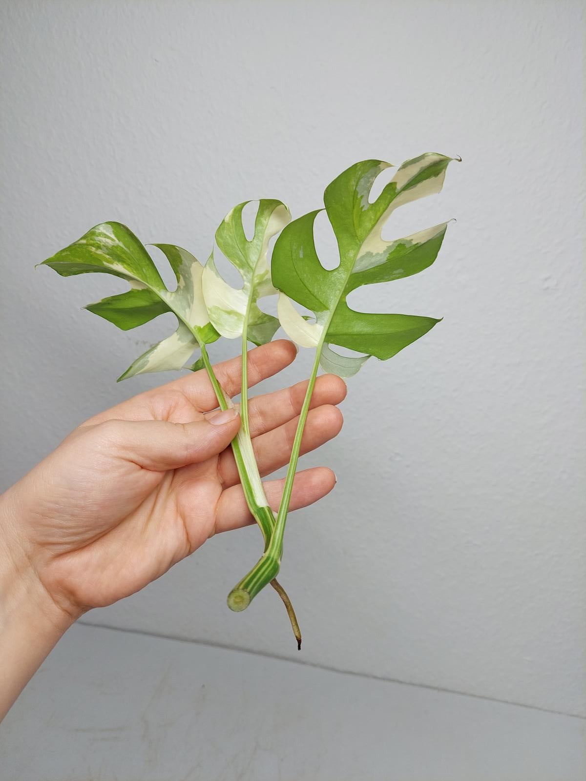 Monstera Minima / Raphidophora Tetrasperma Variegata Steckling
