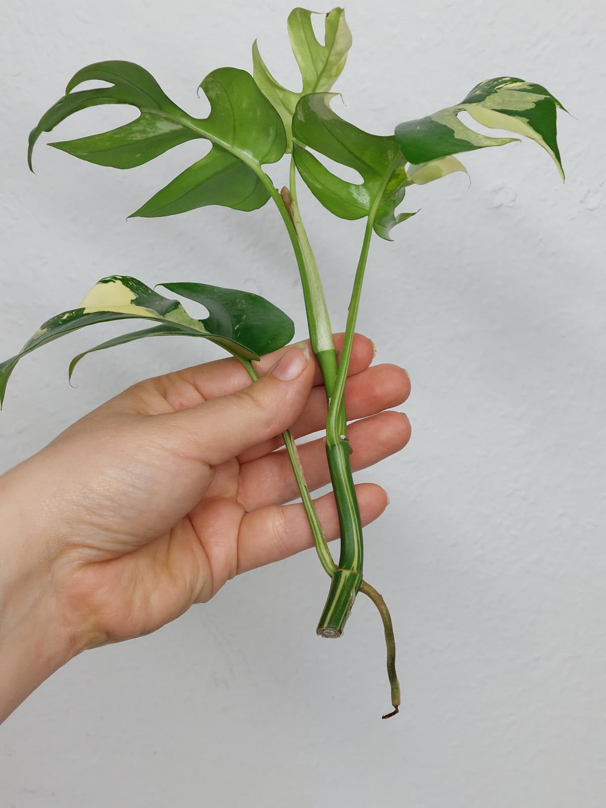 Monstera Minima / Raphidophora Tetrasperma Variegata Steckling