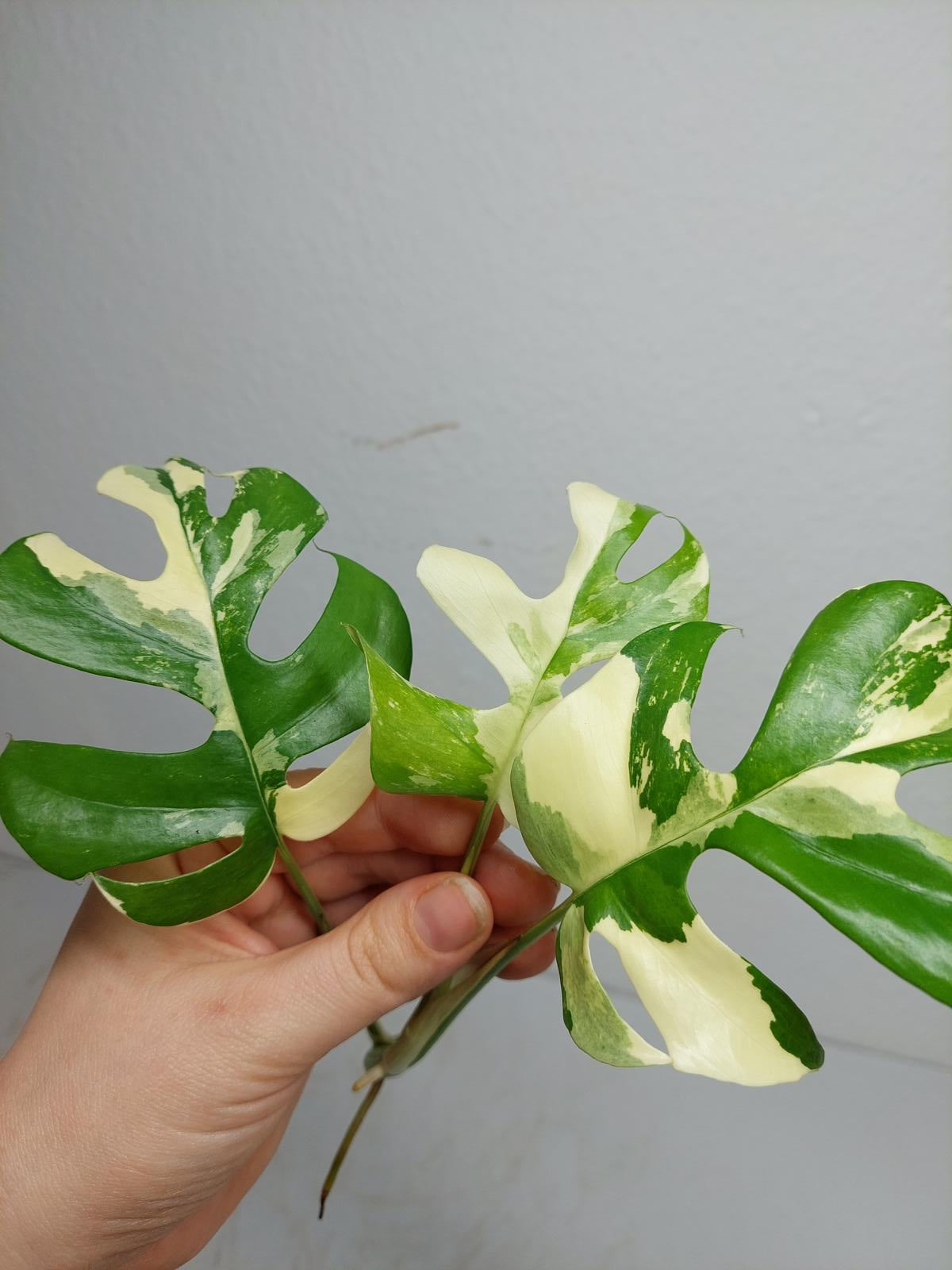 Raphidophora Tetrasperma / Monstera Minima Variegata Steckling