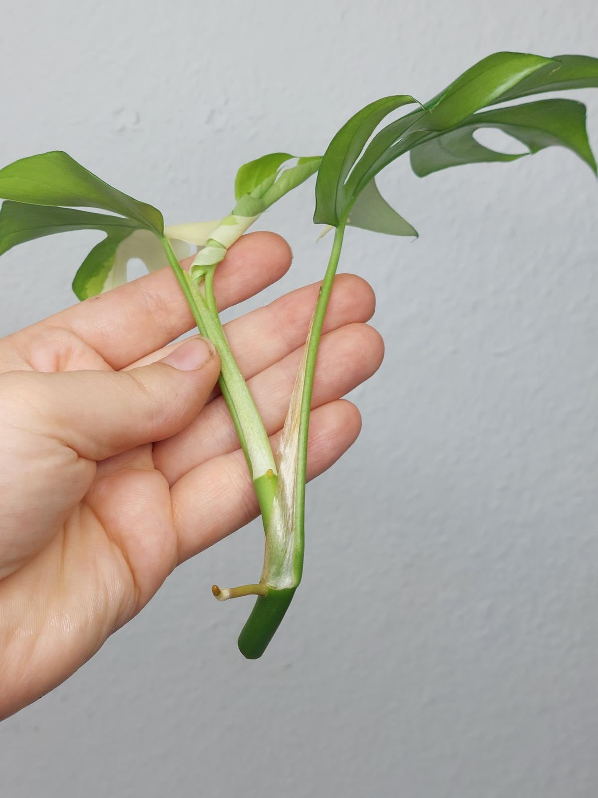 Monstera Minima / Raphidophora Tetrasperma Variegata Steckling