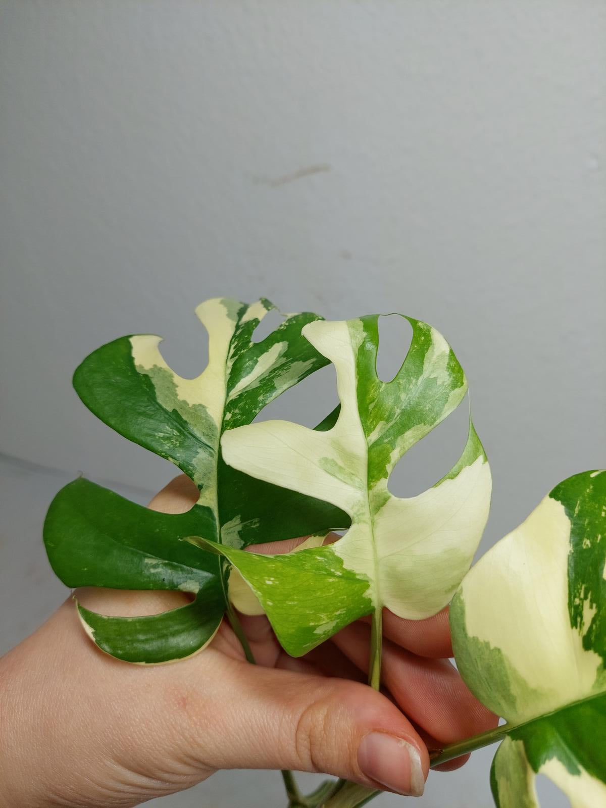 Raphidophora Tetrasperma / Monstera Minima Variegata Steckling