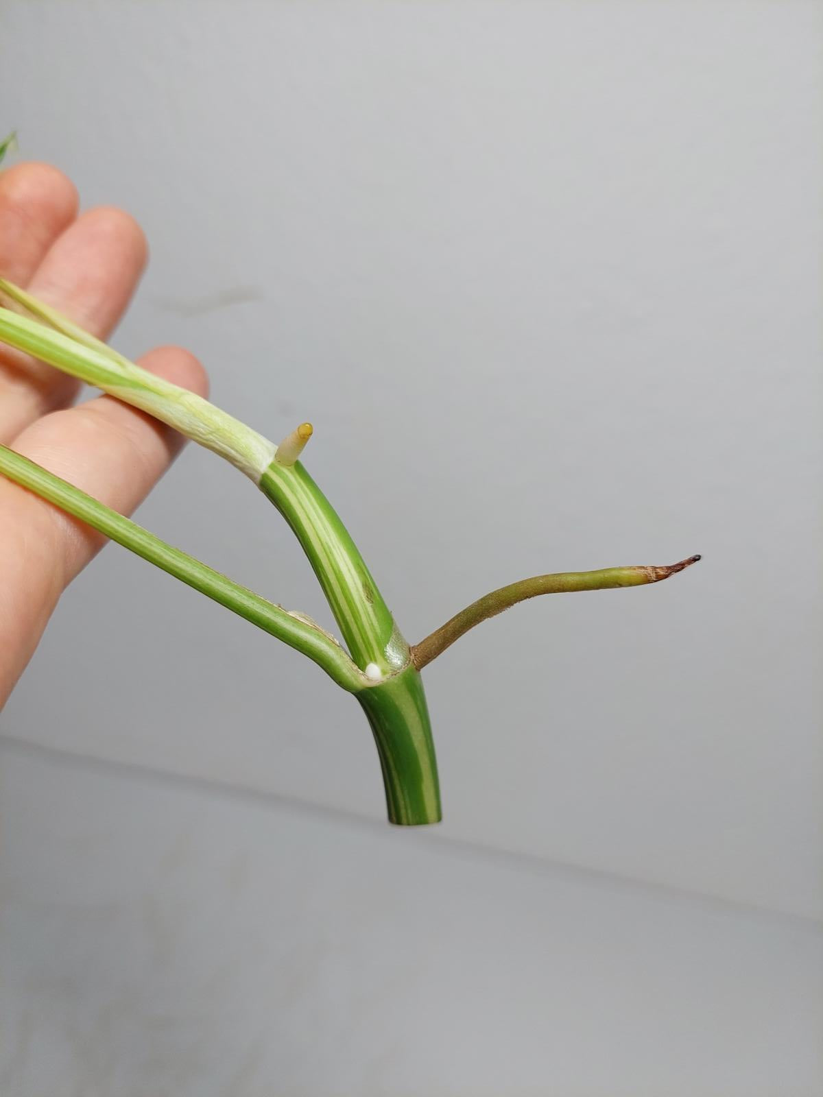 Monstera Minima / Raphidophora Tetrasperma Variegata Steckling