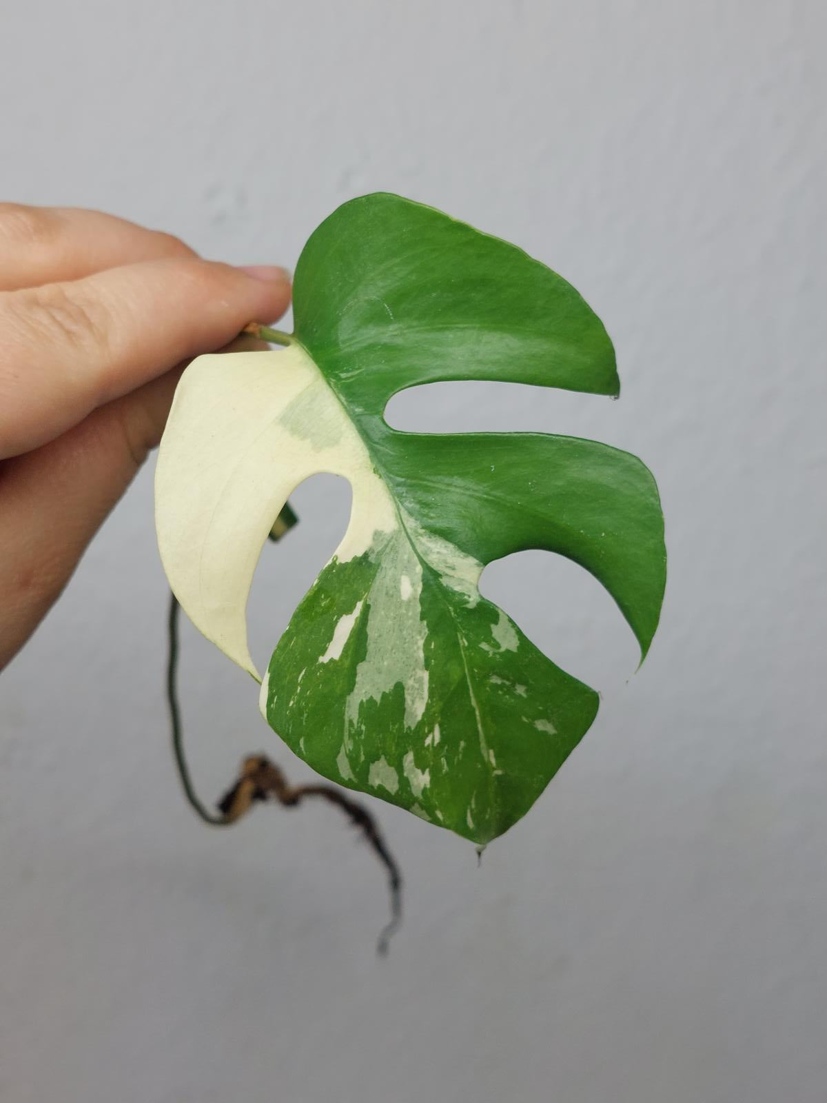 Monstera Minima / Raphidophora Tetrasperma Variegata Steckling